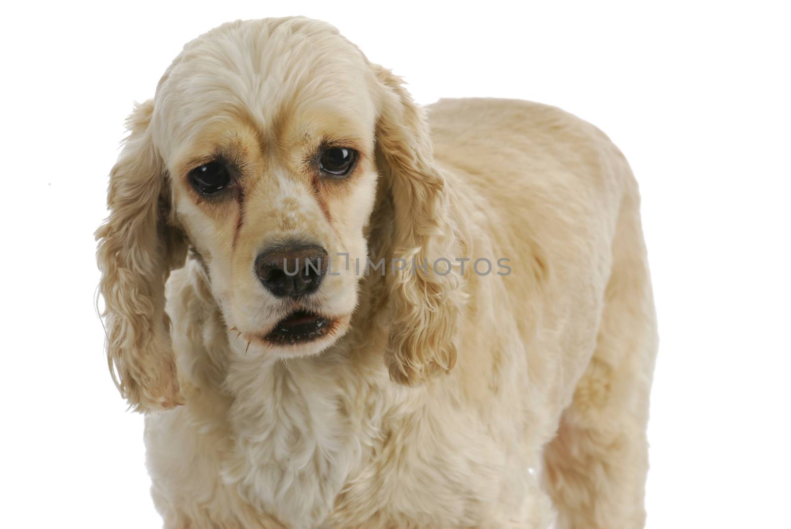 american cocker spaniel on white background