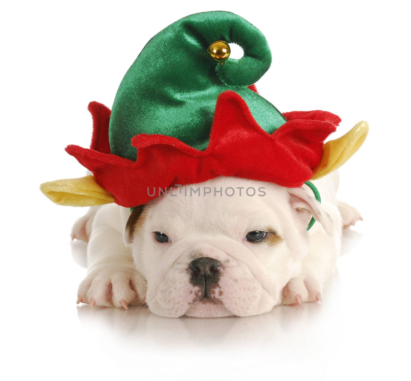 puppy elf - english bulldog dressed up like christmas elf on white background
