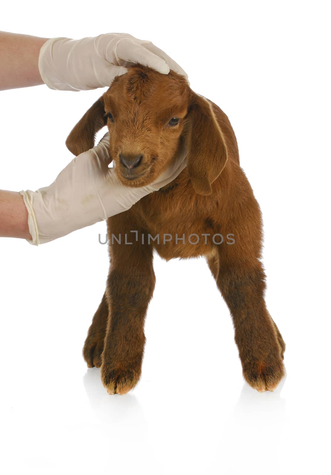 veterinary care - veterinarian examining young goat on white background