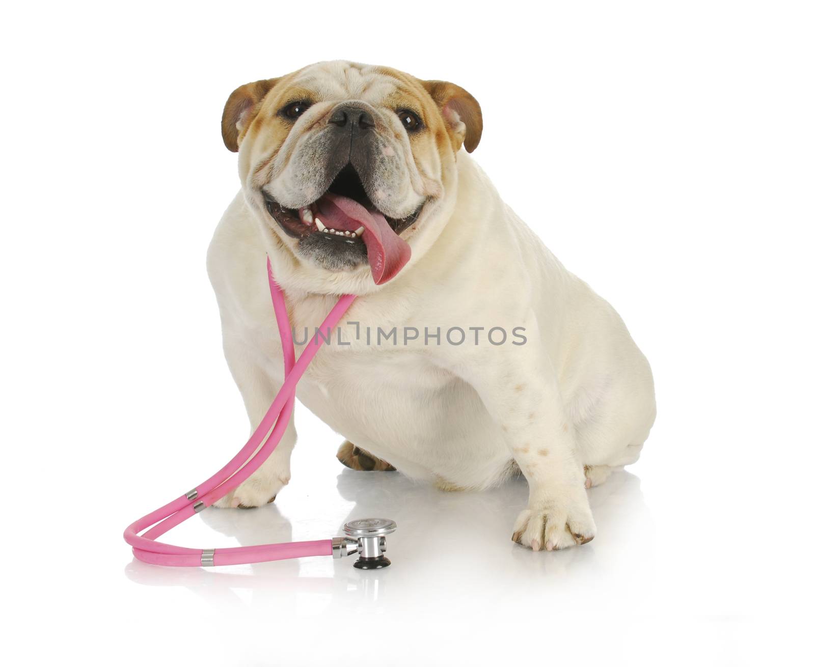 veterinary care - english bulldog wearing pink stethoscope on white background