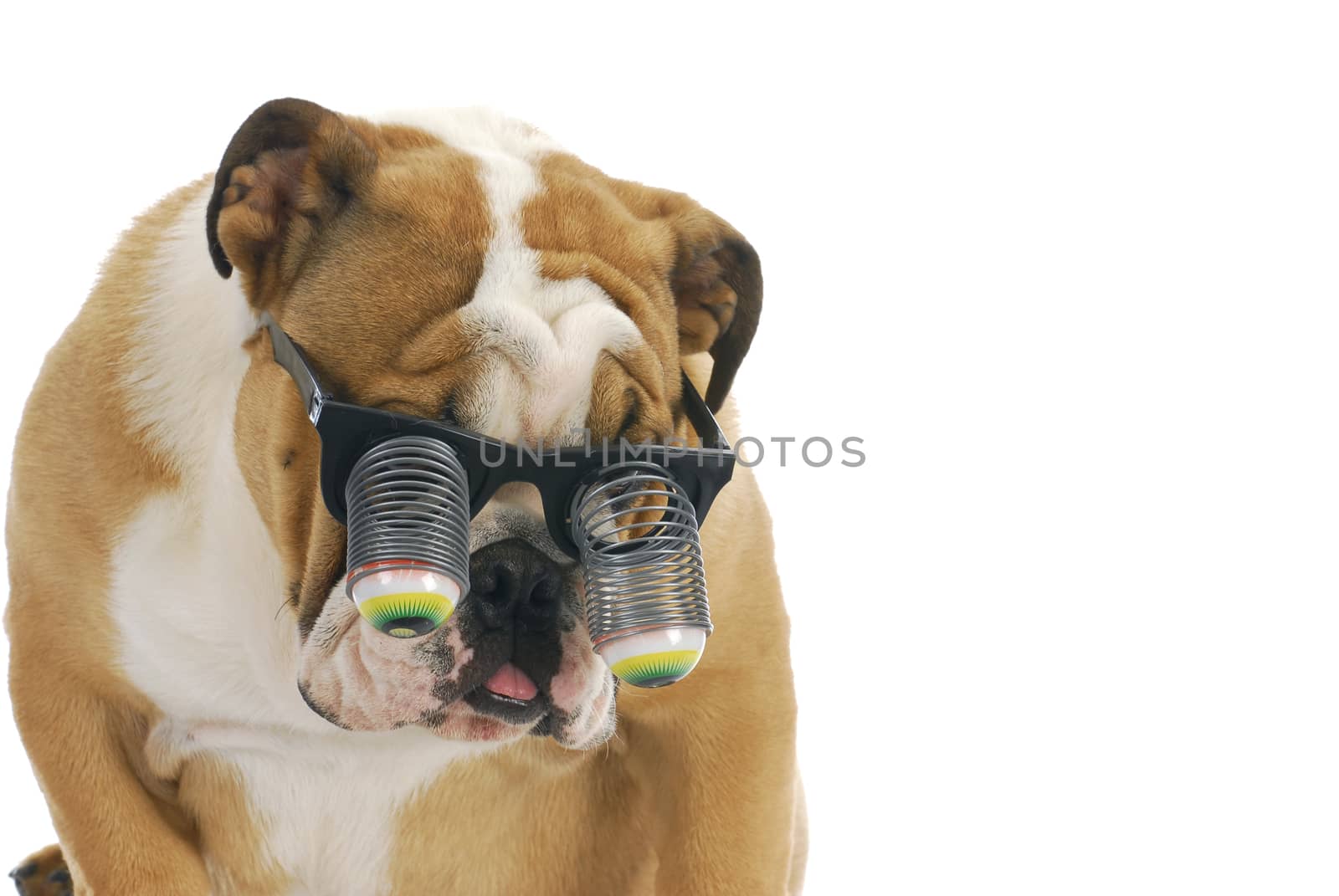 funny dog wearing glasses - english bulldog wearing silly google eye glasses on white background