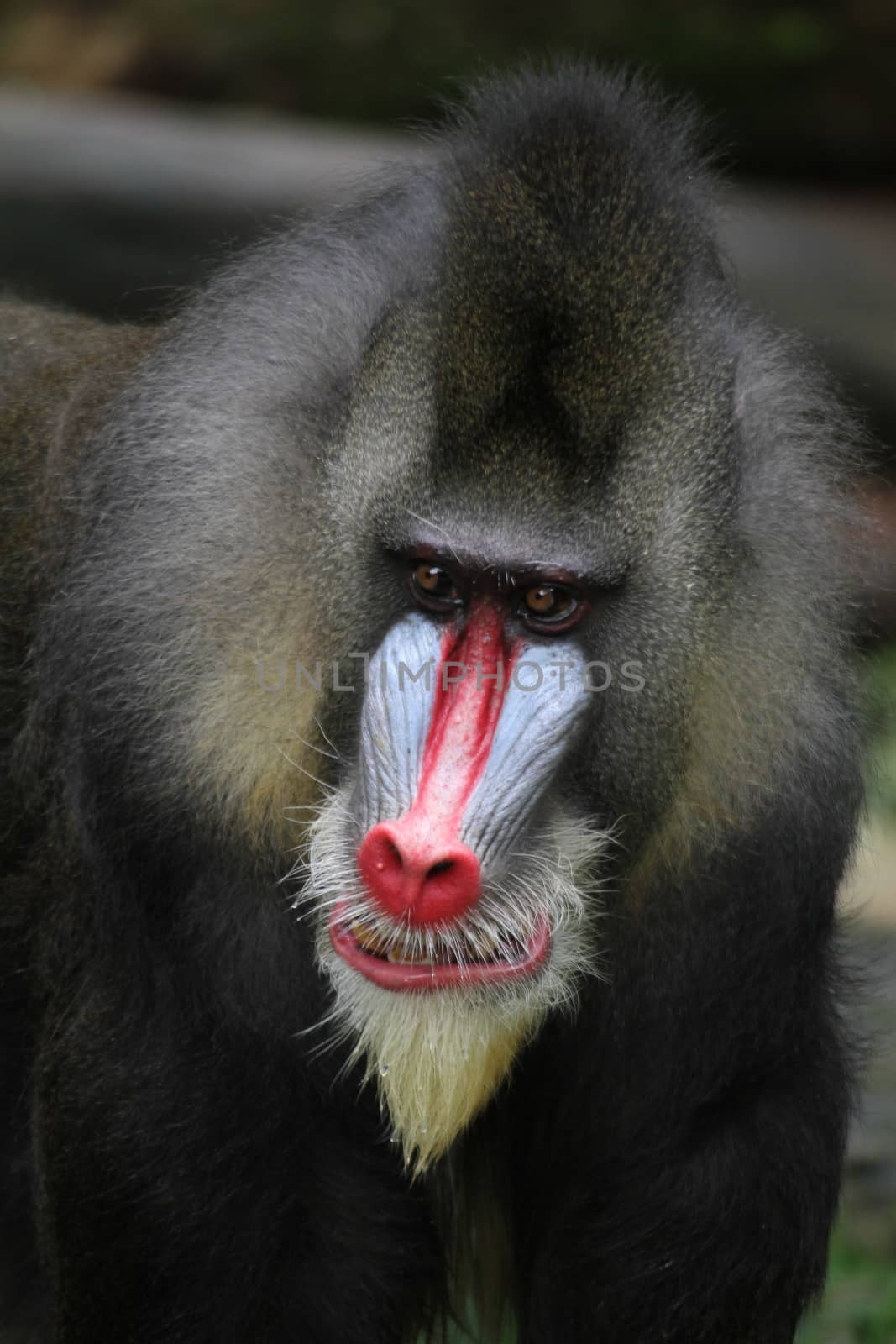 A wildlife shot of a mandrill in captivity