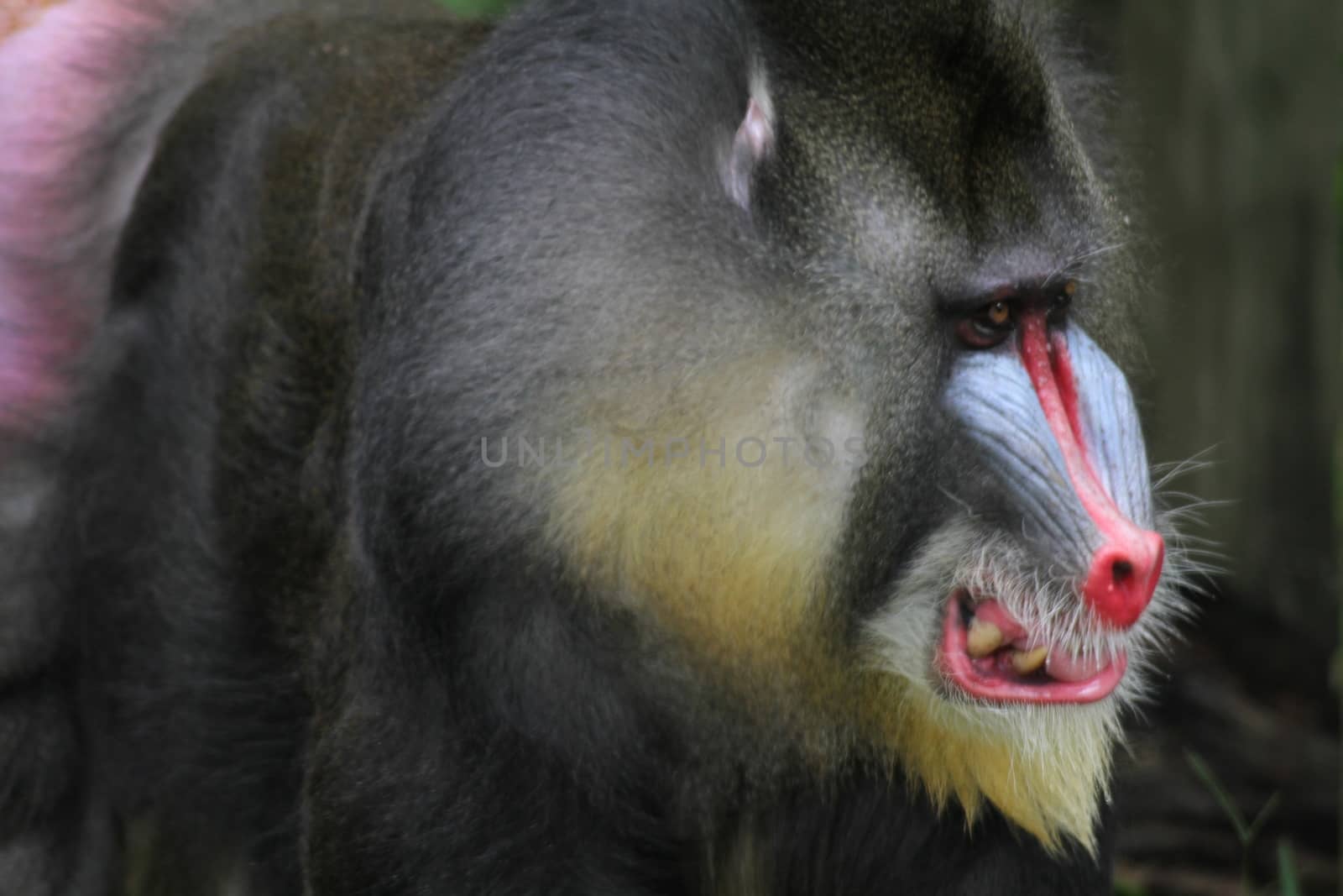 Mandrill by Kitch