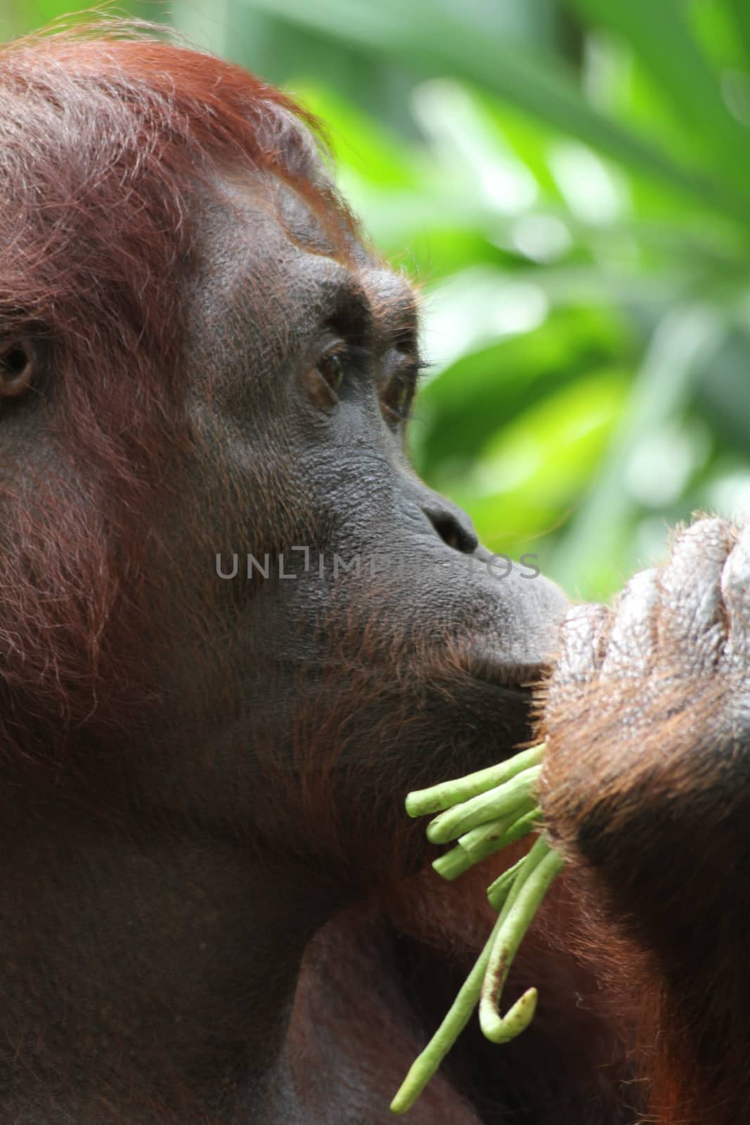 Orangutans by Kitch