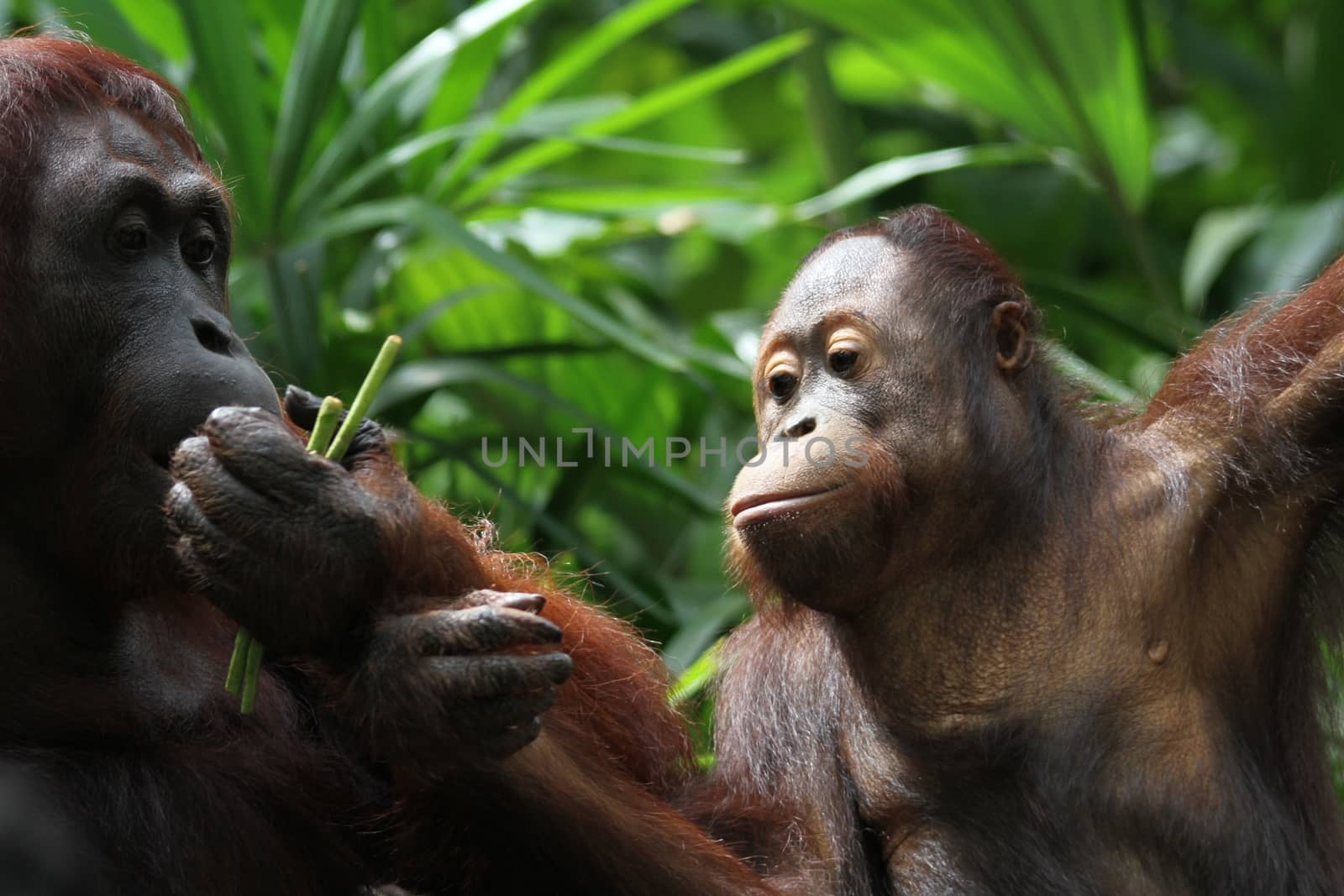 A wild life shot of orangutans in captivity
