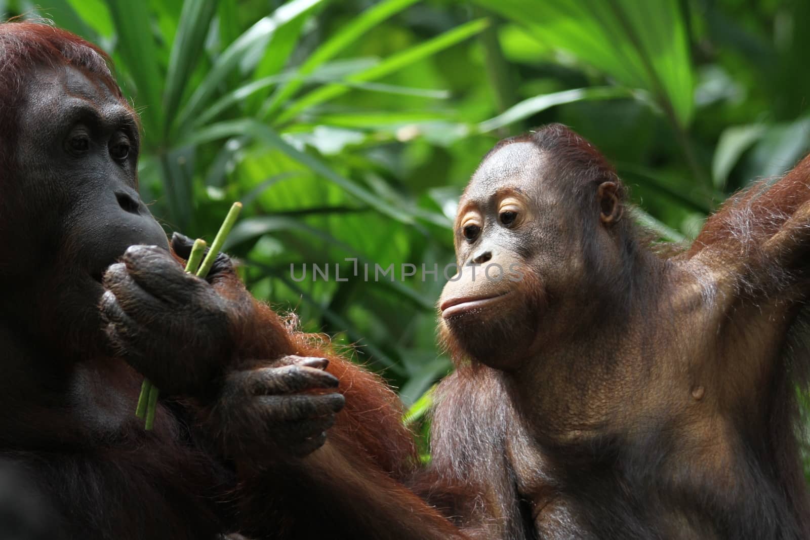 Orangutans by Kitch