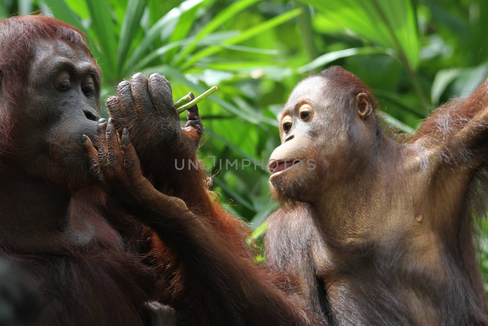 A wild life shot of orangutans in captivity