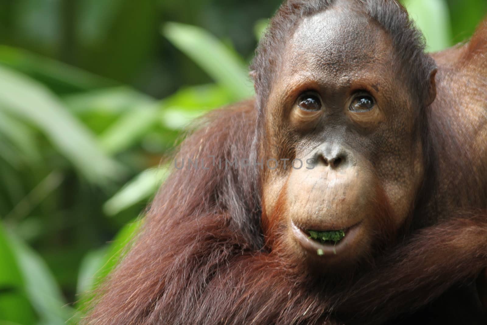 A wild life shot of orangutans in captivity