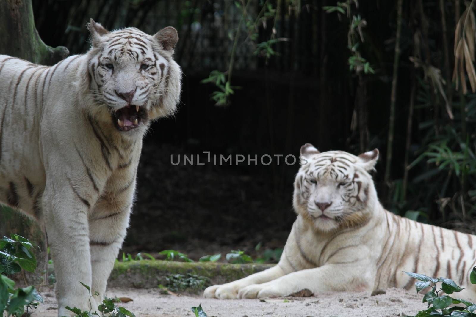 White Tiger by Kitch
