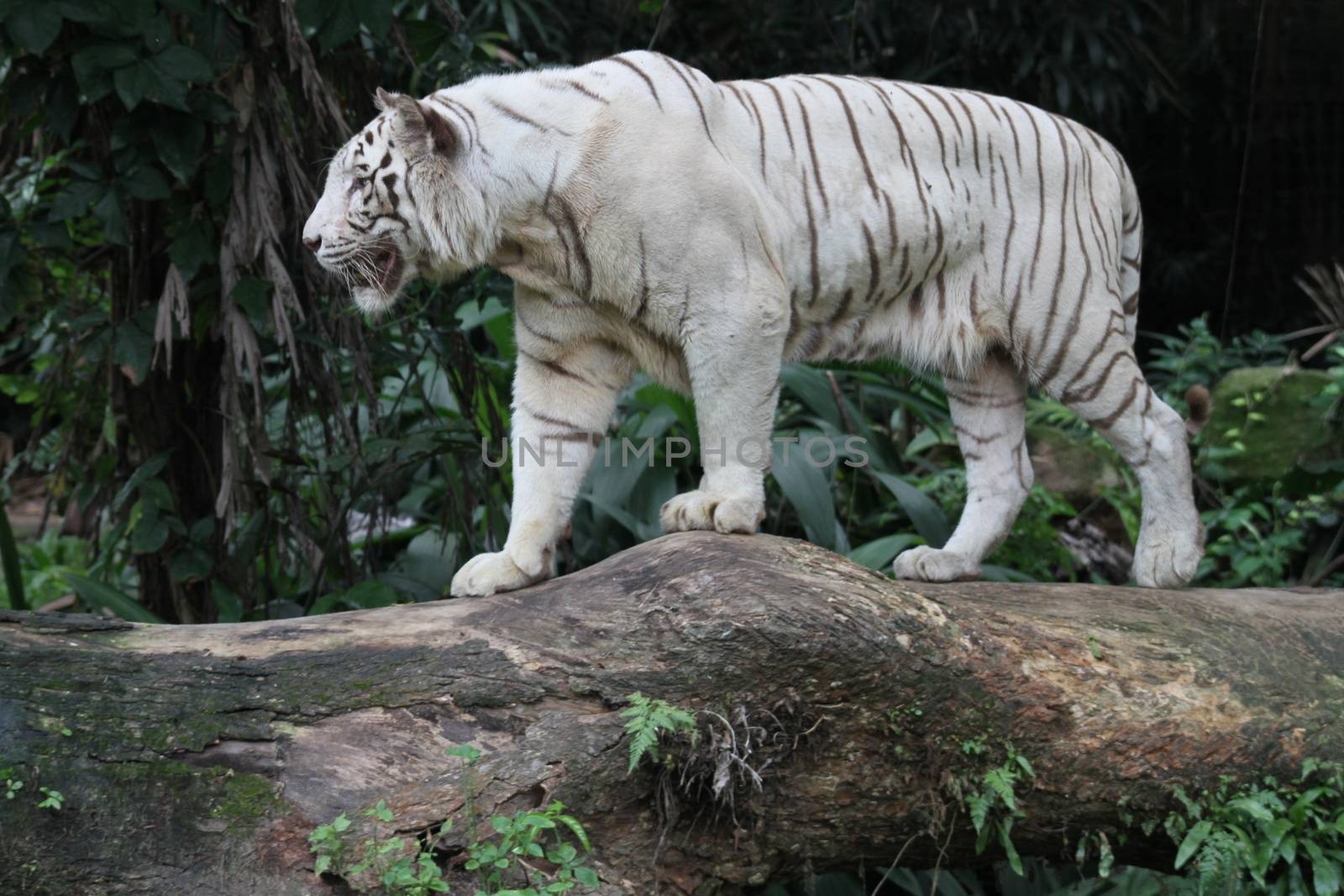 A wild life shot of a white tiger in captivity