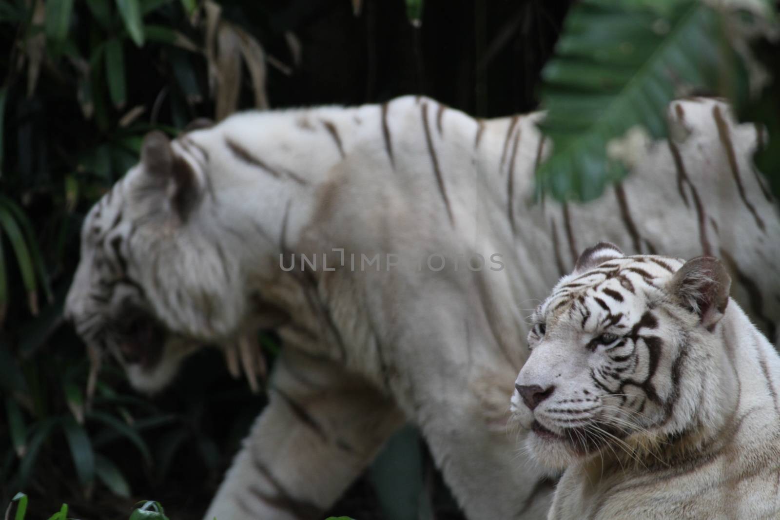 White Tiger by Kitch