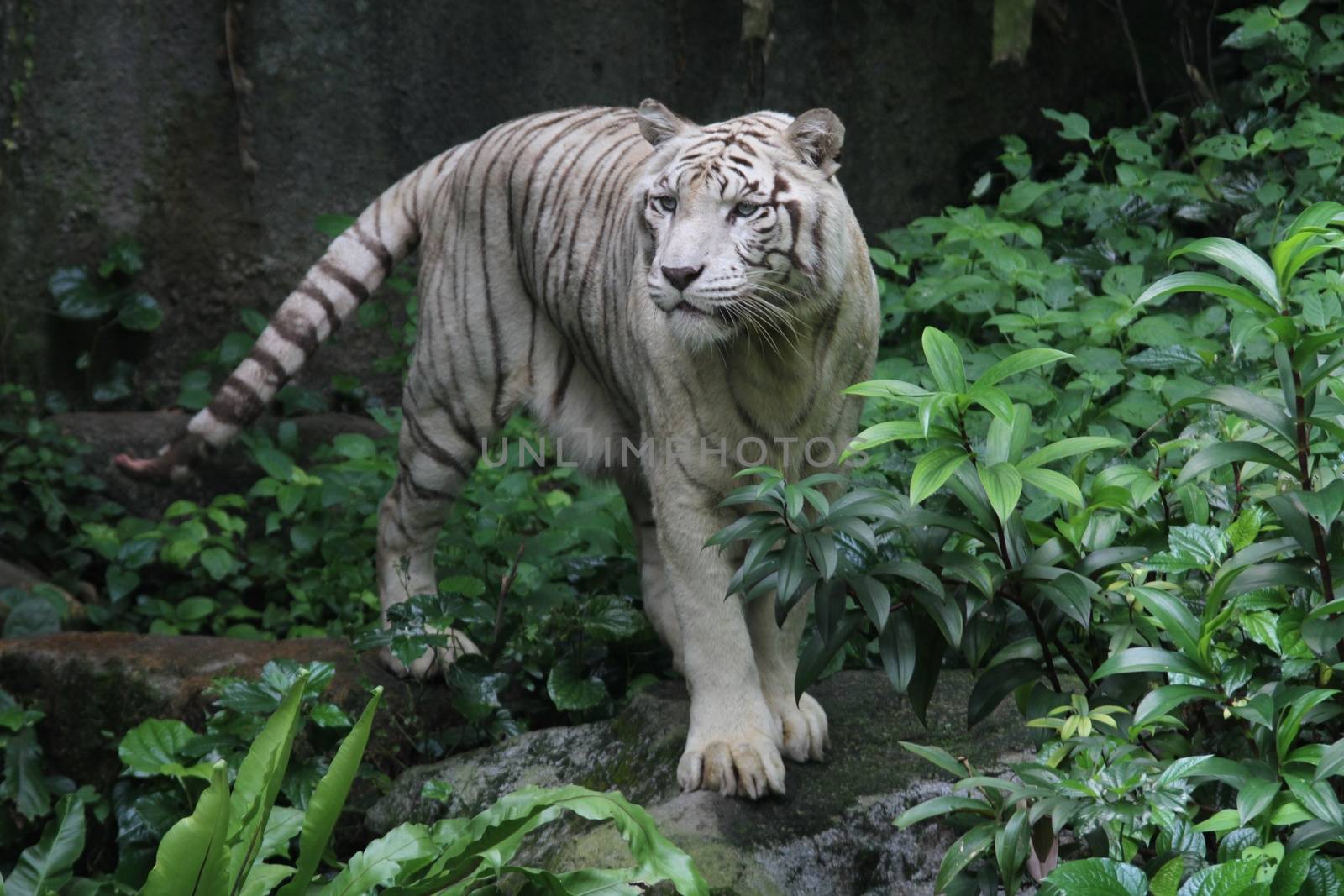 A wild life shot of a white tiger in captivity