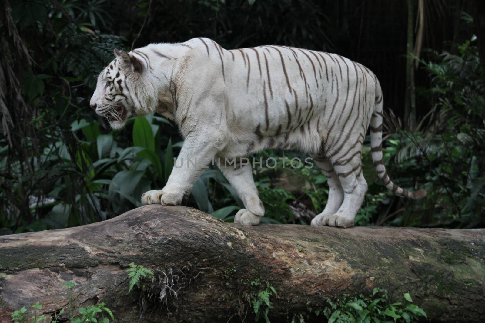 A wild life shot of a white tiger in captivity