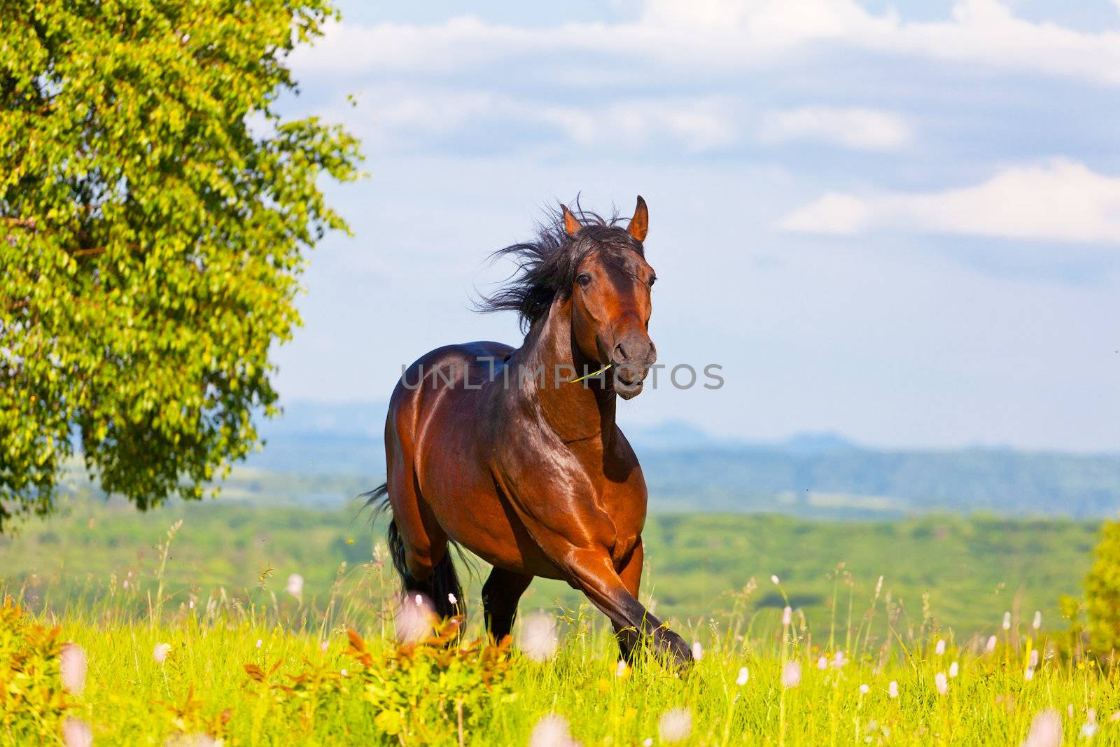 Arab racer runs on a green summer meadow by elena_shchipkova