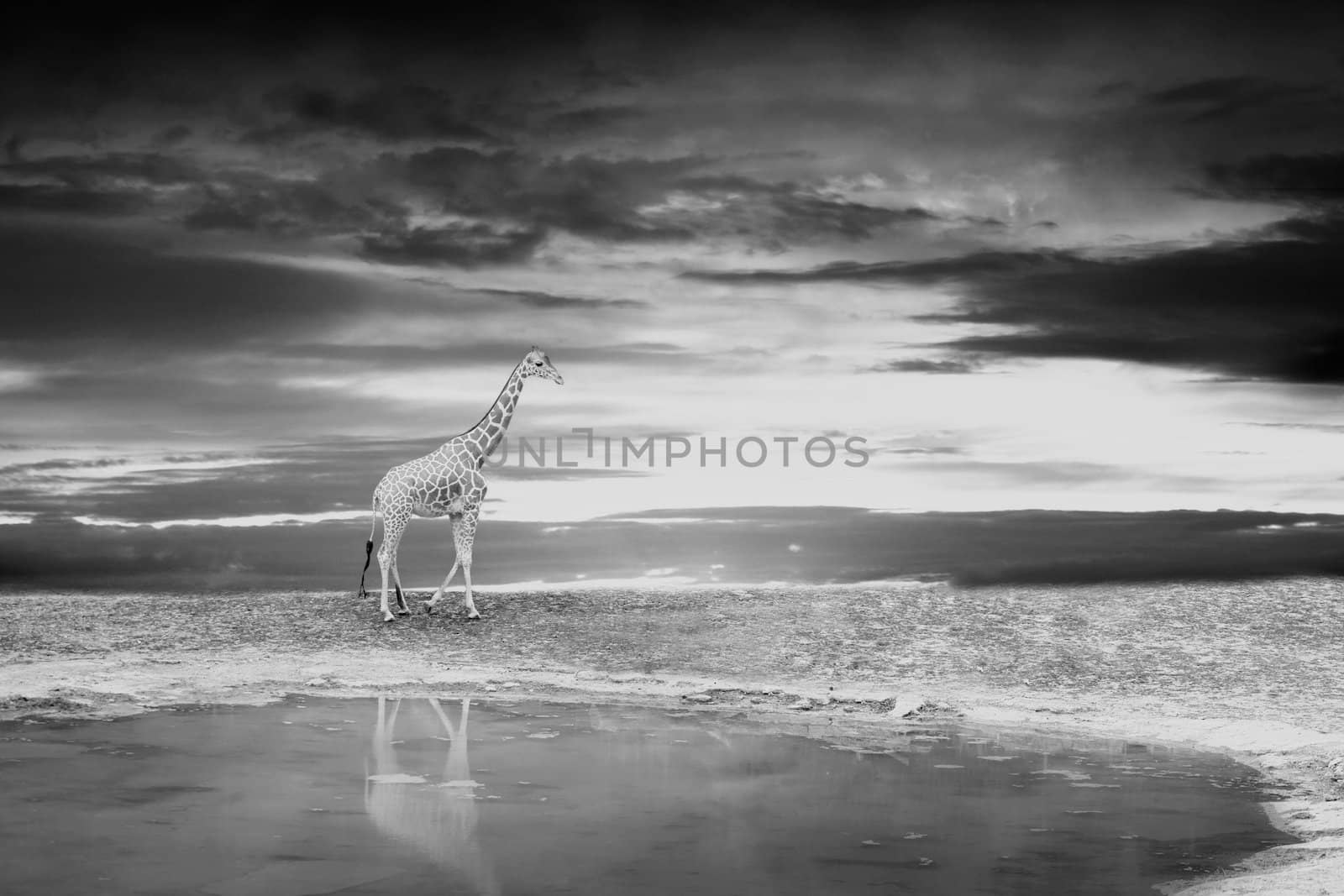 Giraffe on the bank of the lake during a sunset