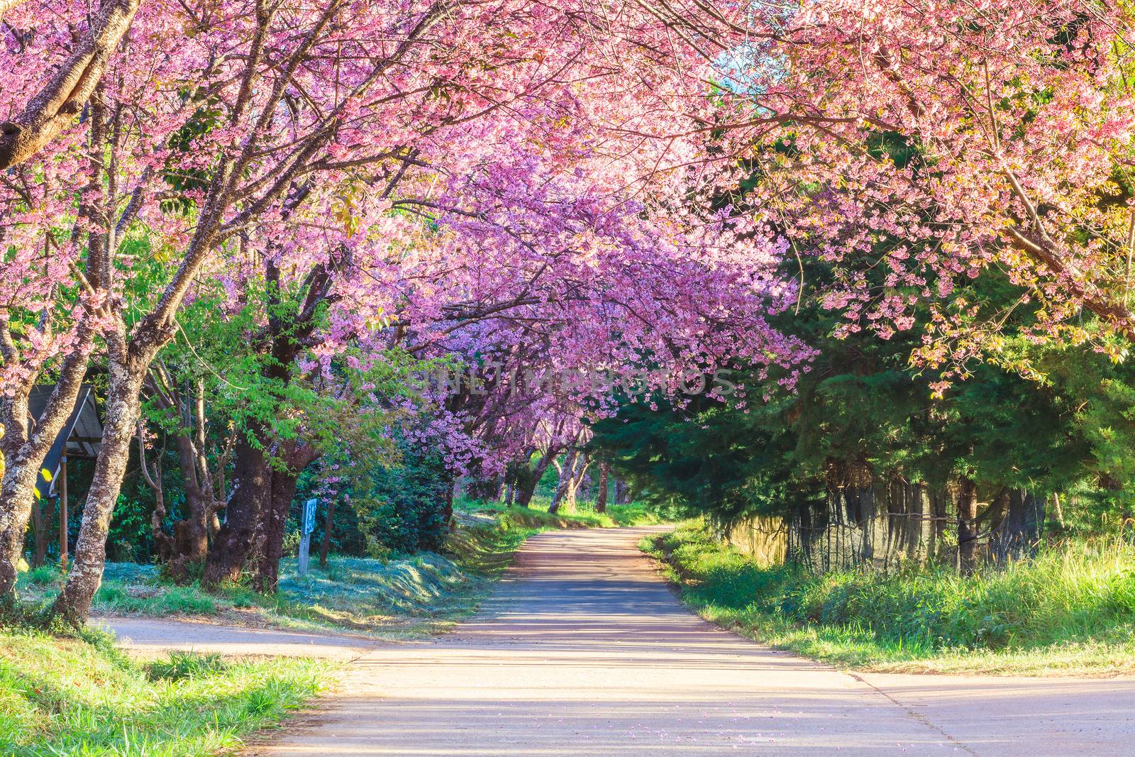 Sakura pink road in ChiangMai, Thailand