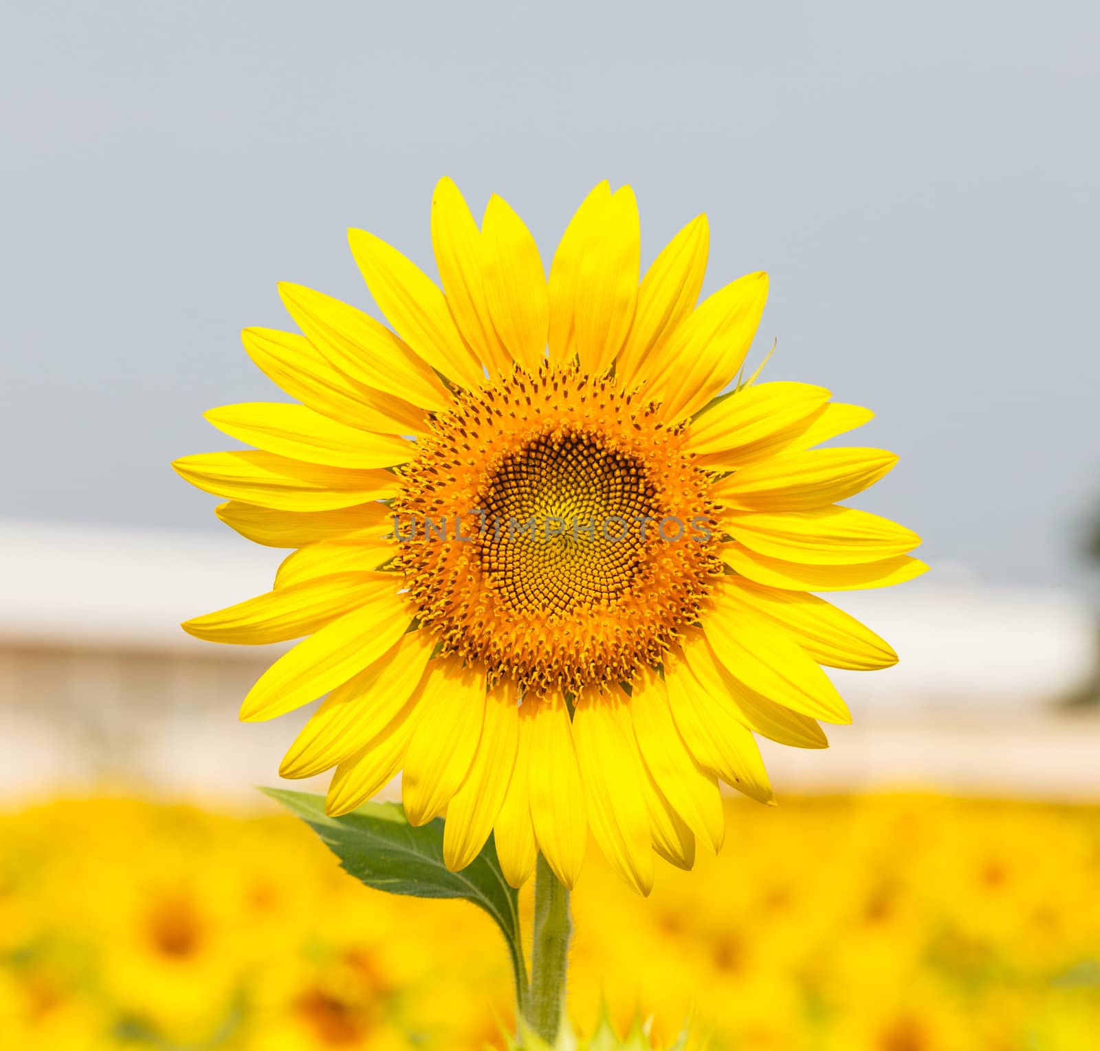 Beautiful yellow sunflower in the sun against  sky