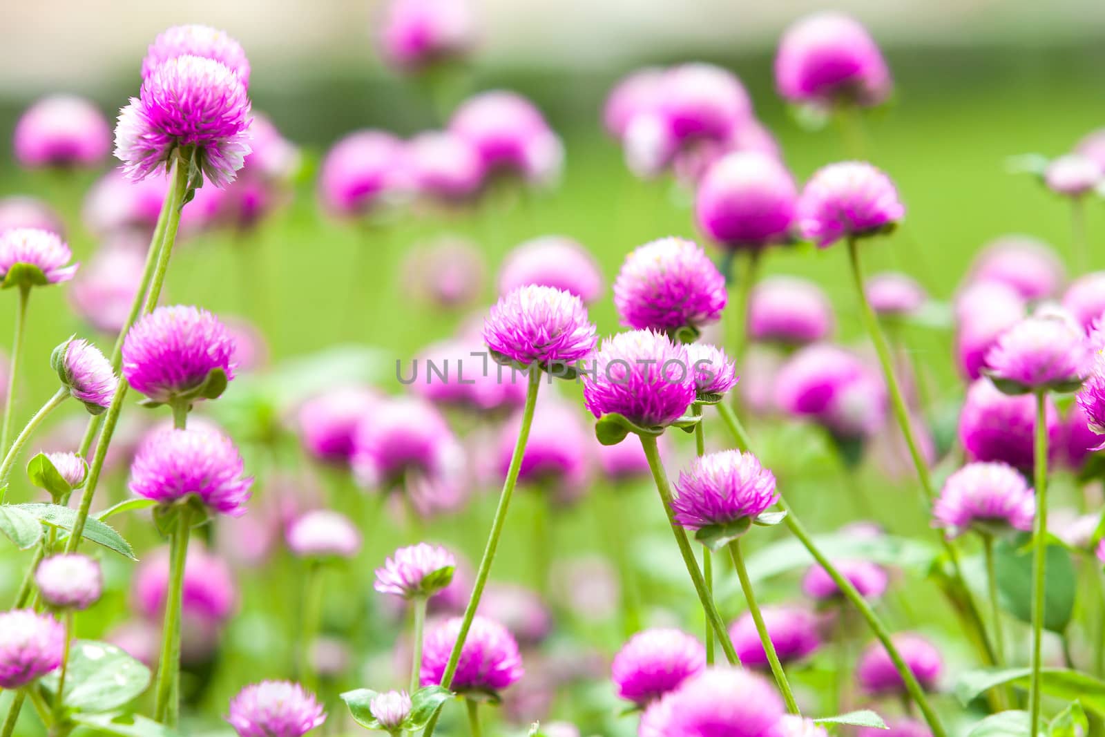 beautiful pink flowers by jame_j@homail.com
