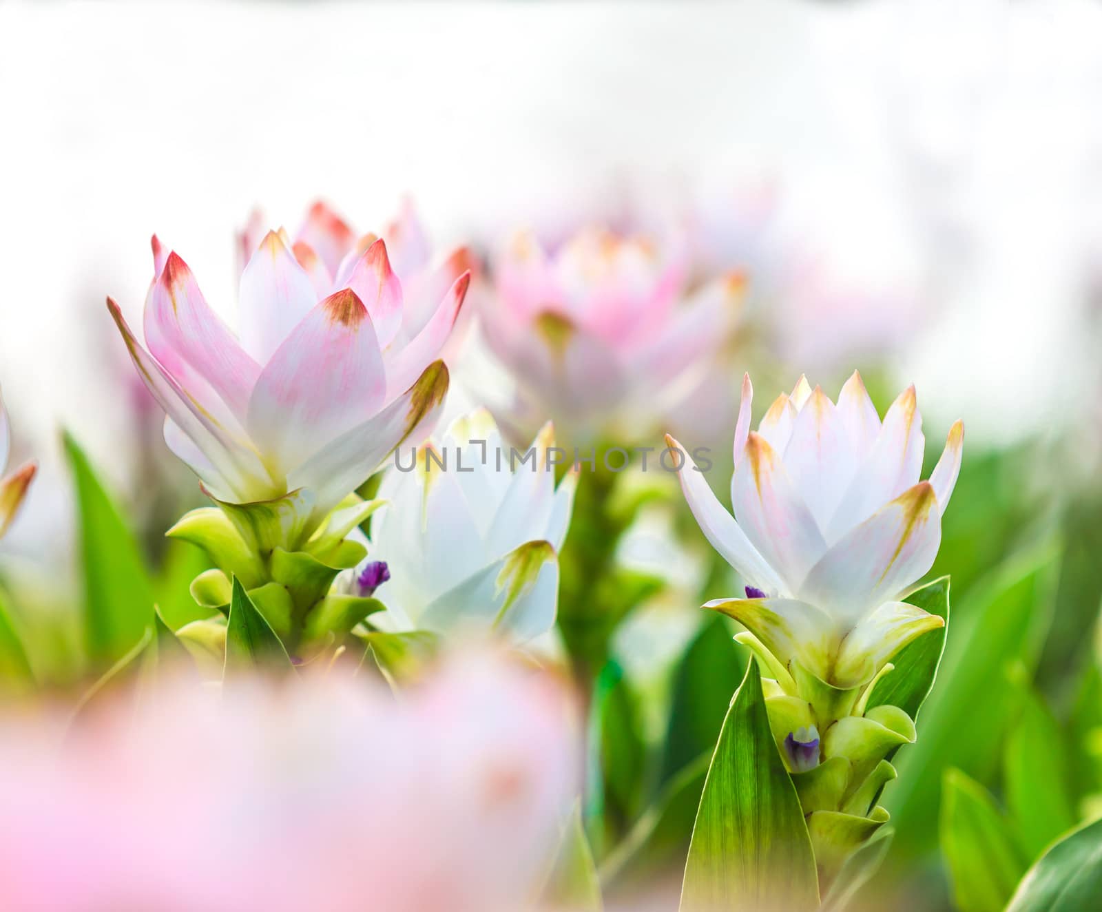 beautiful pink flowers in the garden