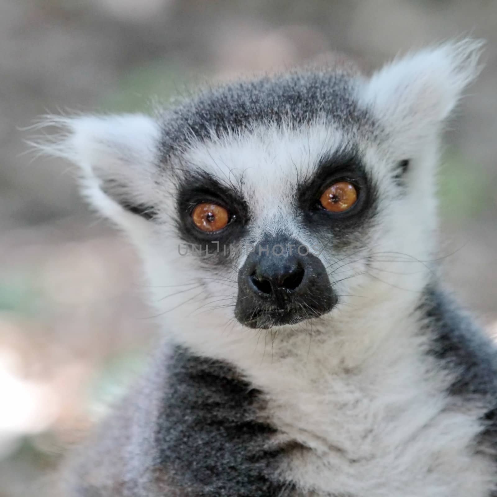 Lemur catta (maki) of Madagascar close up portrait