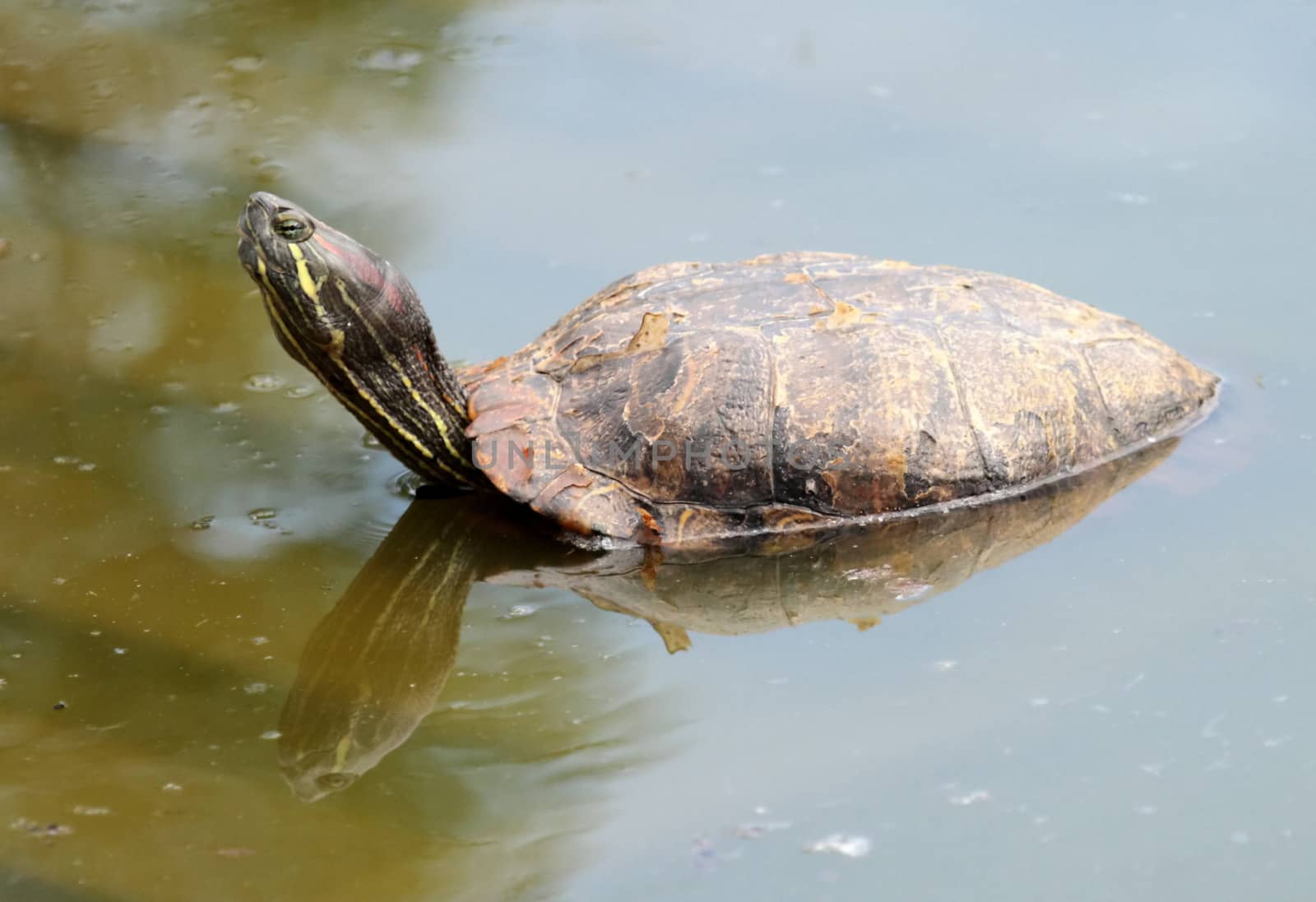 Red-eared slider turtle (trachemys scripta elegans) out of water and turning head to the photographer