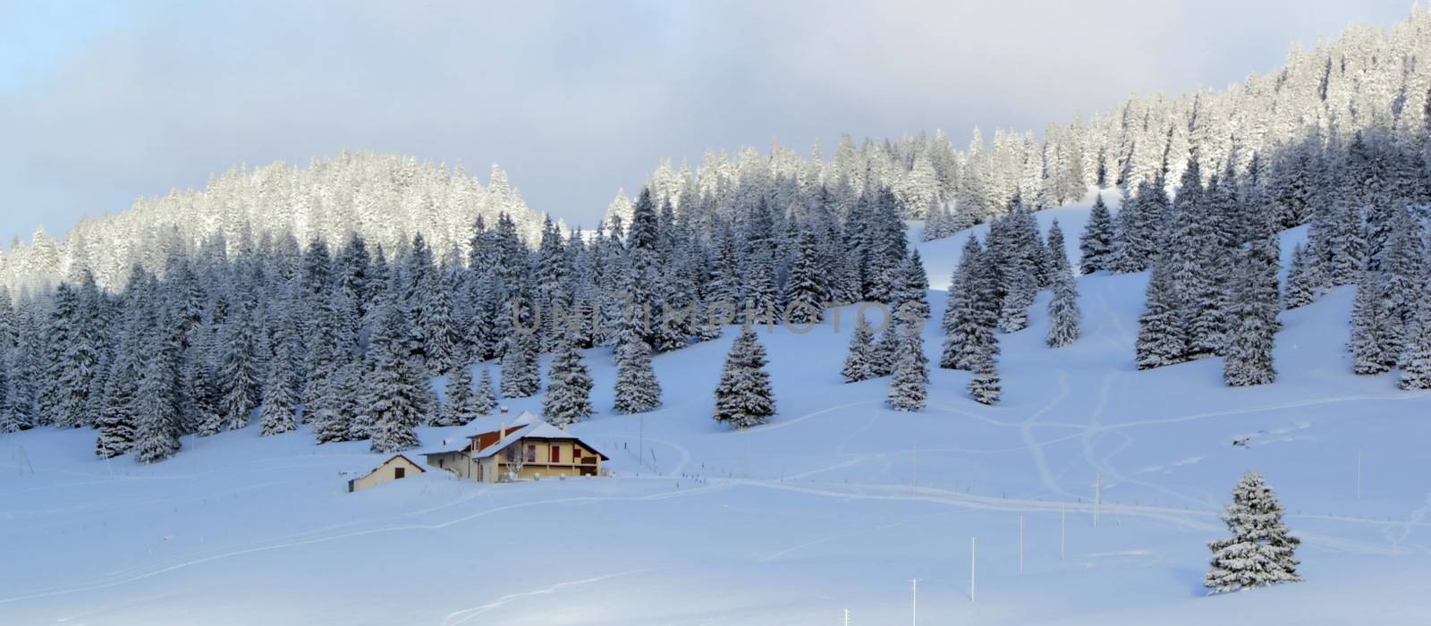 Beautiful fir trees covered with snow next to little house in the Jura mountain by cloudy day of winter, Switzerland