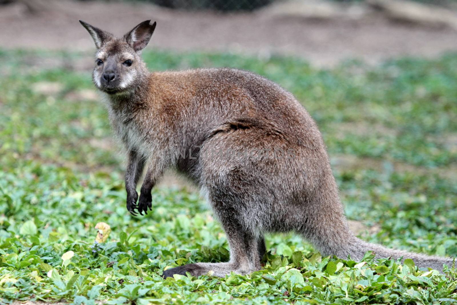 Bennett wallaby (macropus rufogriseus) with red neck standing on the green grass