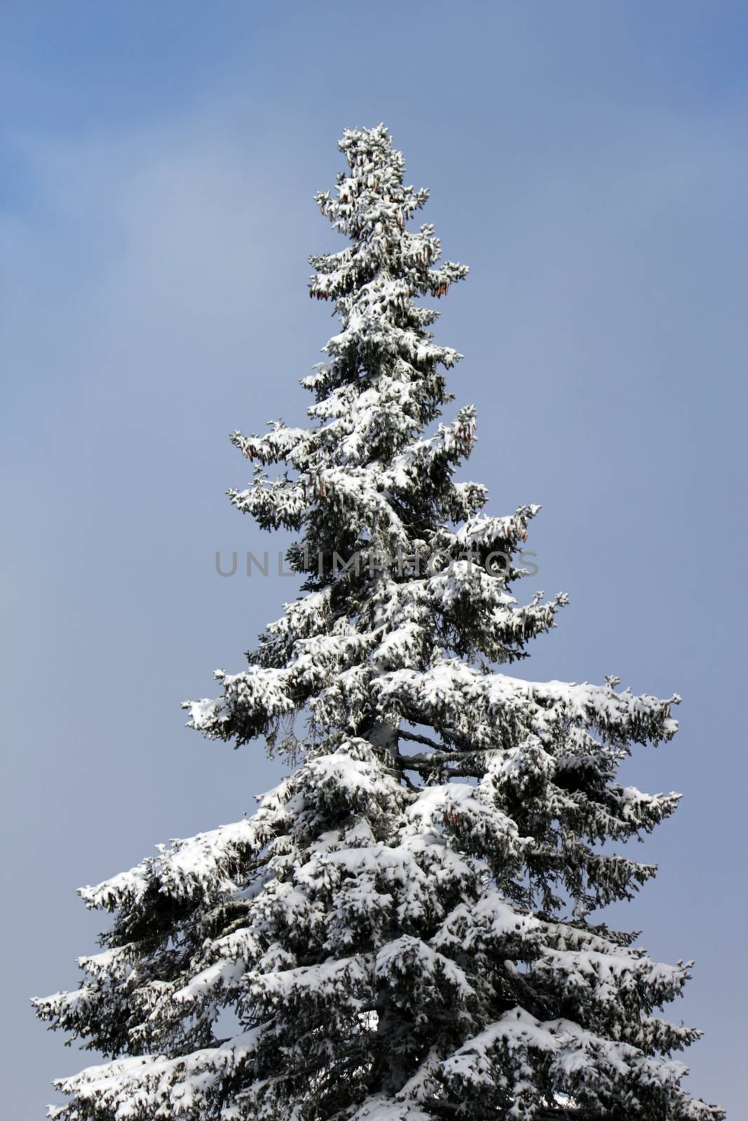 Close up on beautiful fir tree covered with snow