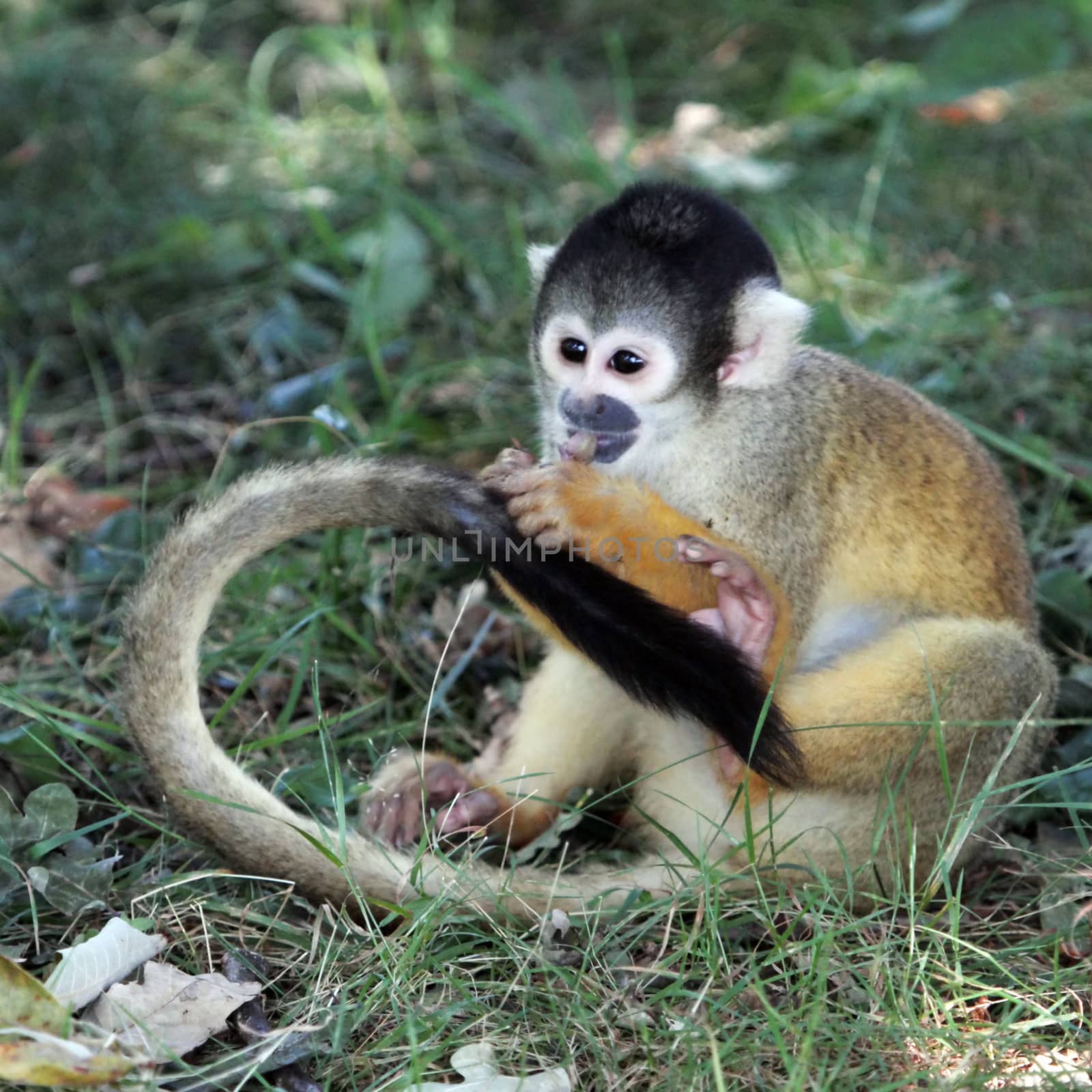 Squirrel monkey eating on the ground by Elenaphotos21