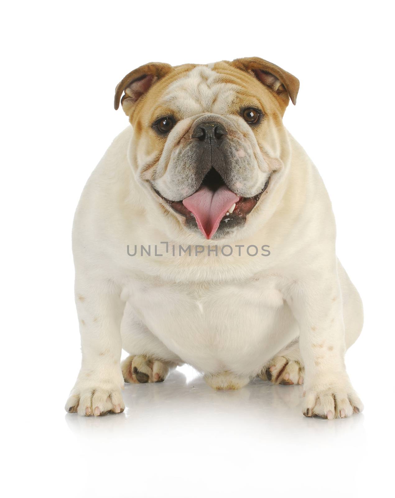 english bulldog sitting with tongue out panting looking at viewer - one year old