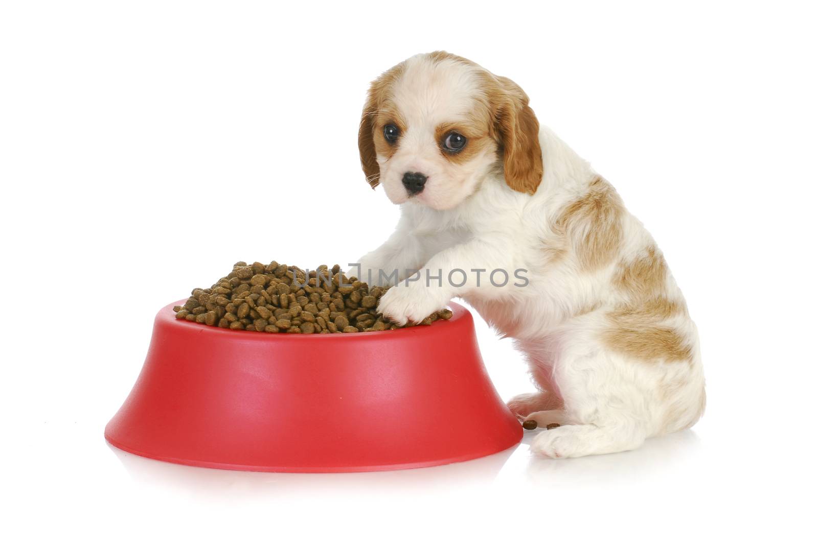 feeding the dog - cavalier king charles spaniel sitting with full dog food bowl