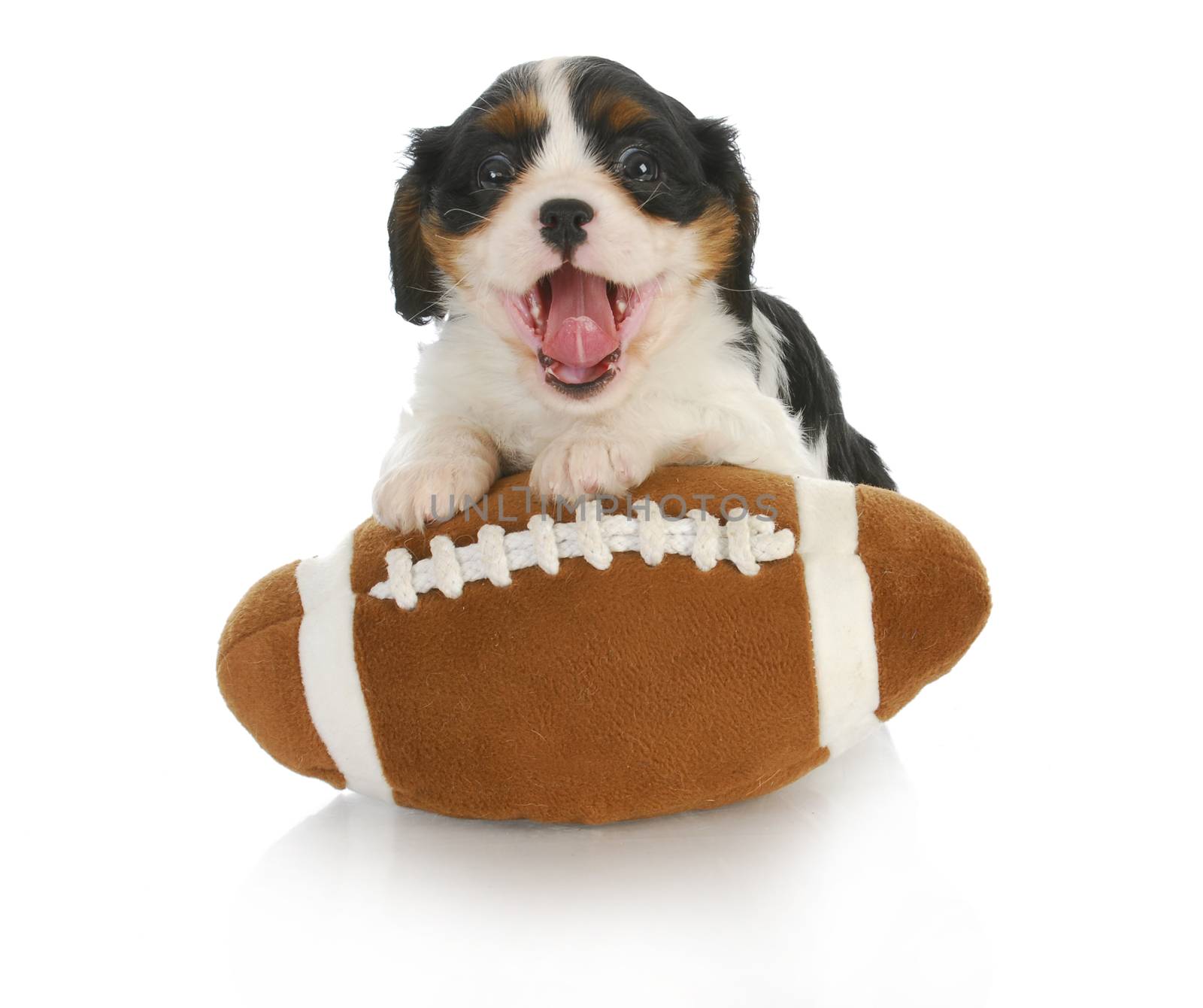 funny puppy- cavalier king charles spaniel with silly expression on stuffed football