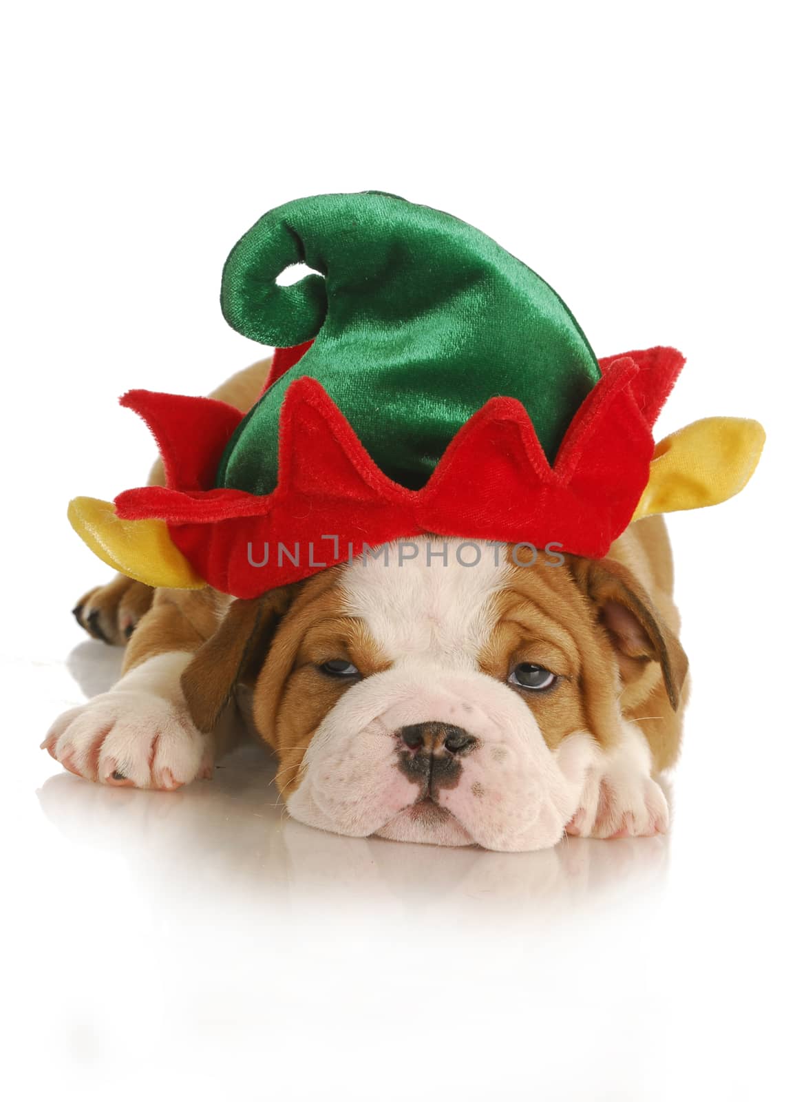 christmas puppy - english bulldog puppy dressed up like an elf on white background