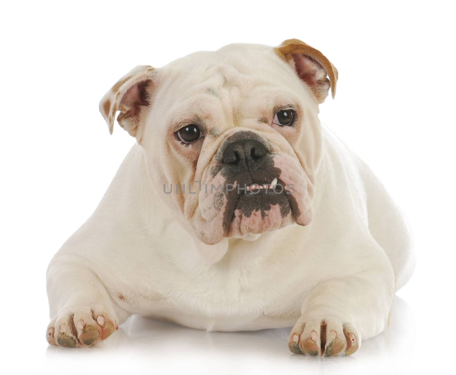 english bulldog laying down on white background - one year old female