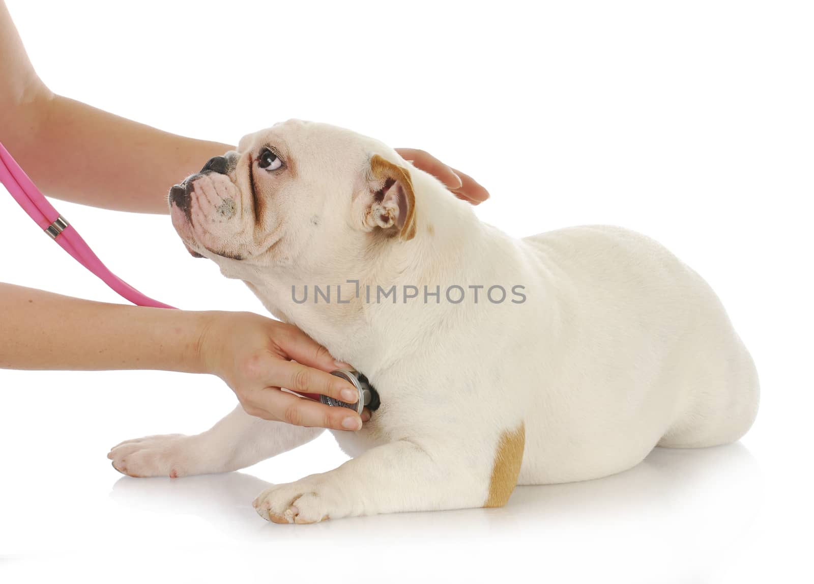 animal health - english bulldog having heart examined by veterinarian