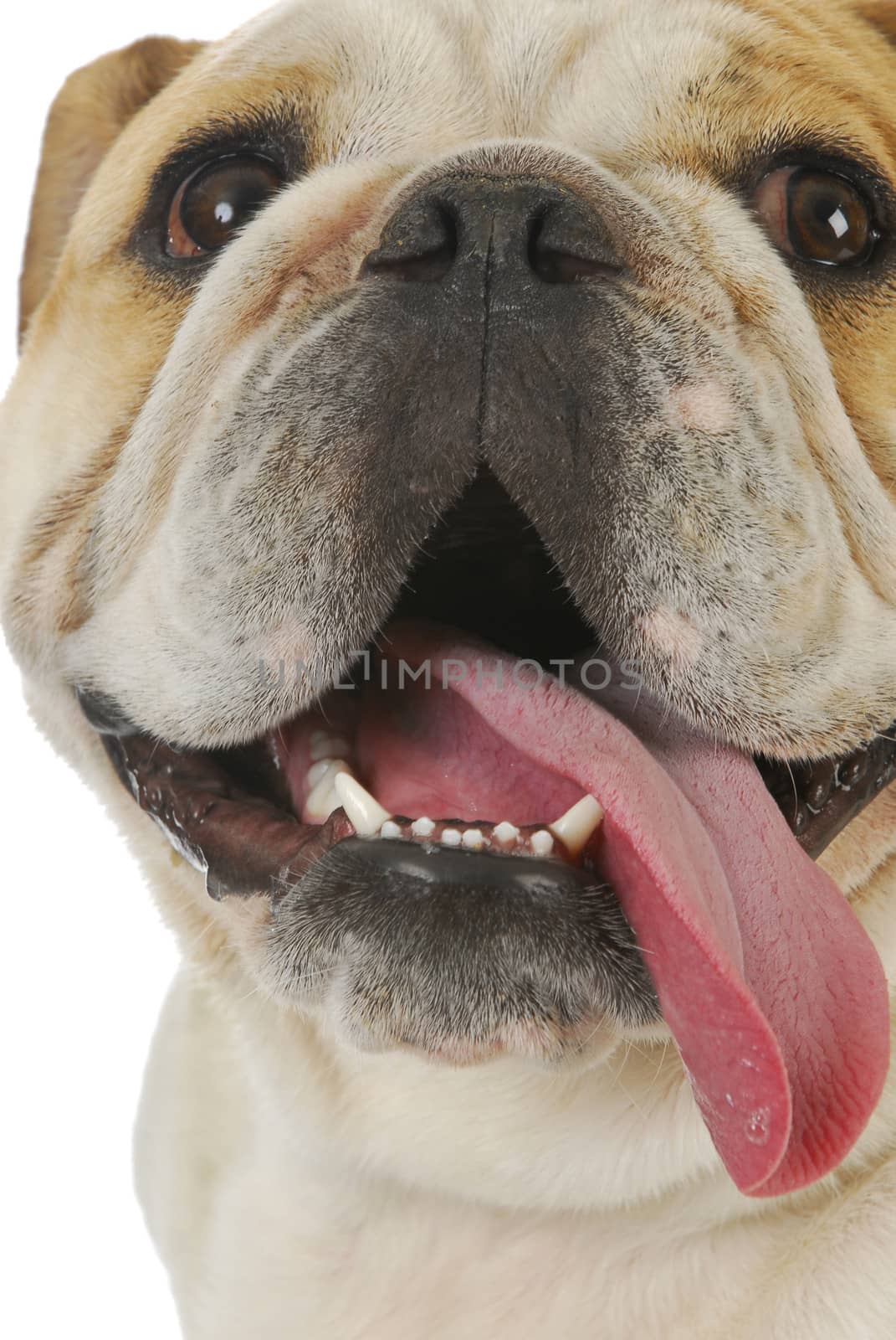 dog panting - english bulldog with tongue sticking out