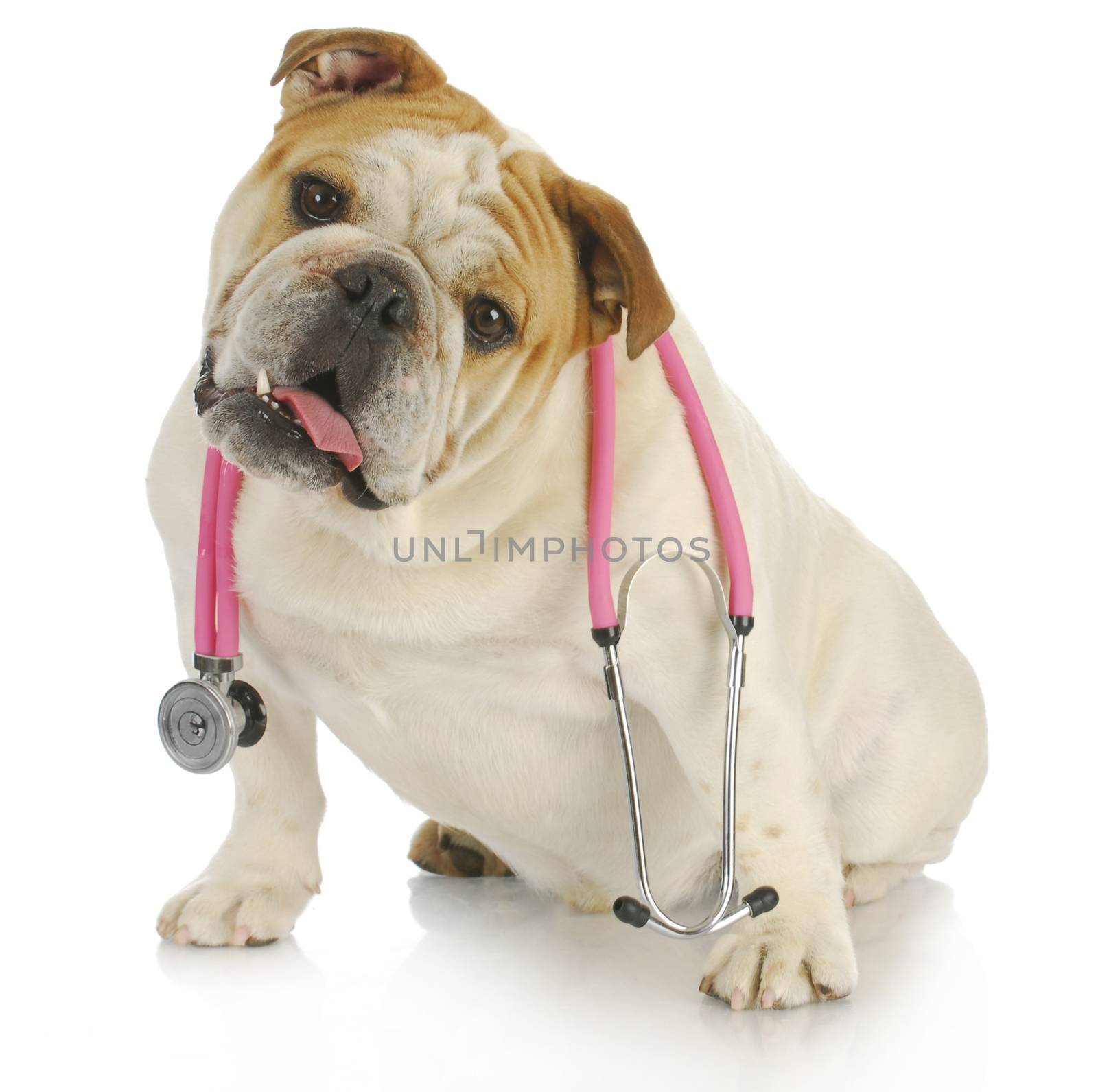 veterinary care - english bulldog with stethoscope around neck on white background