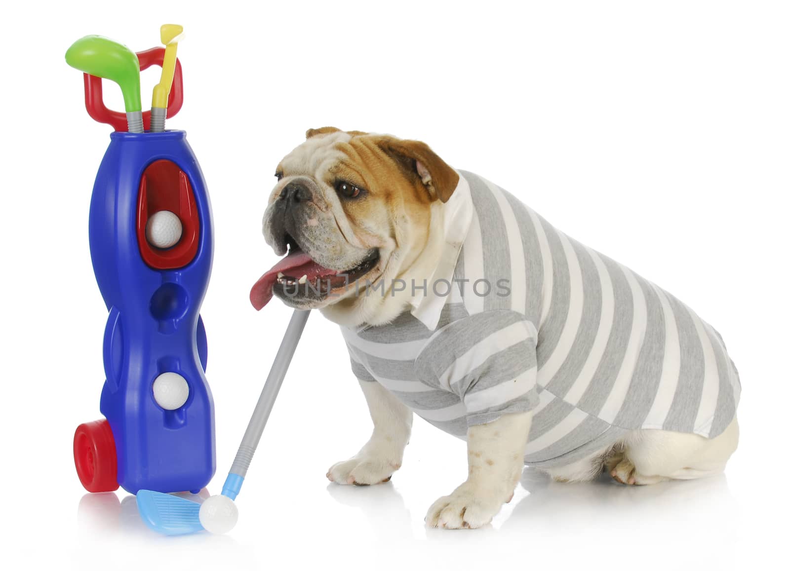 dog golfer - english bulldog playing golf on white background