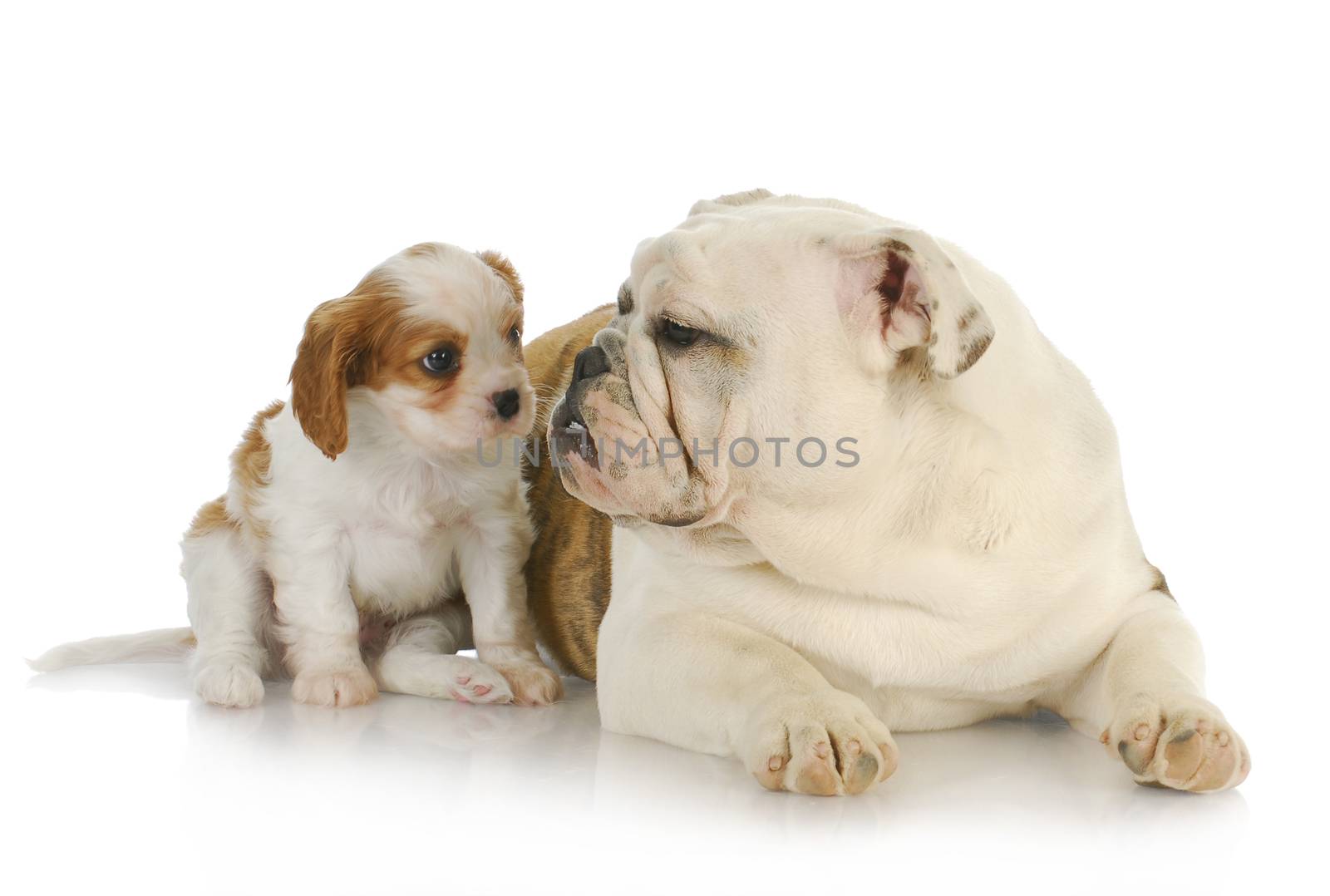 two puppies - cavalier king charles spaniel and english bulldog puppy together 