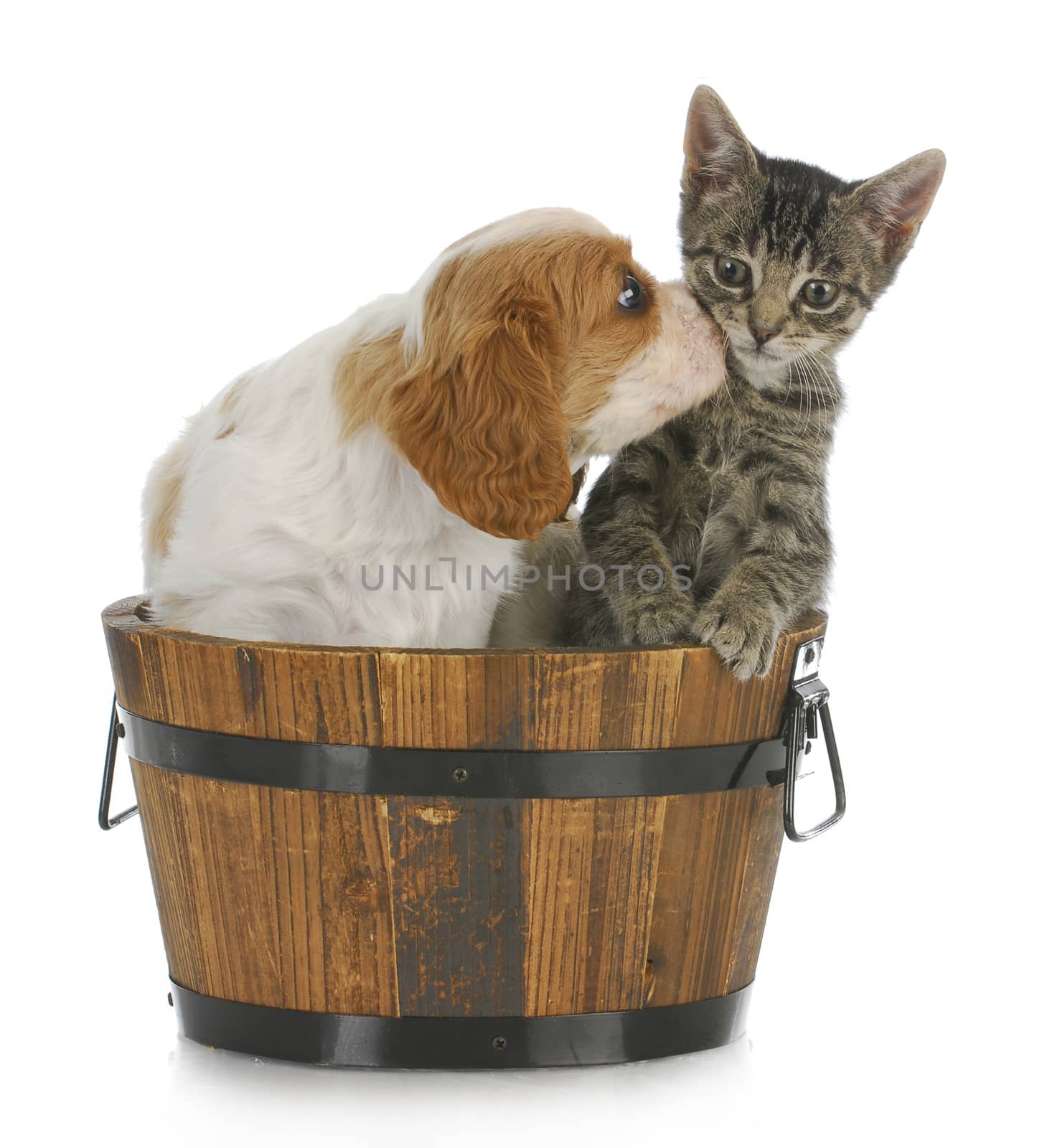 cute puppy and kitten sitting in wooden bucket on white background