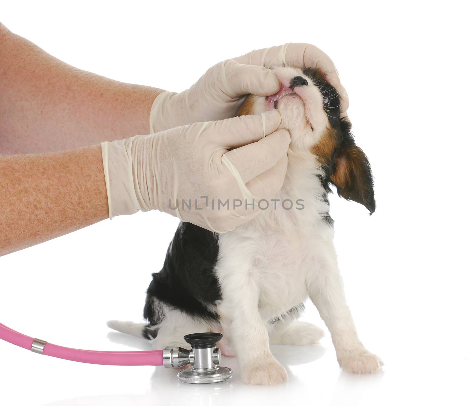 veterinary care - cavalier king charlies puppy being examined by vet on white background
