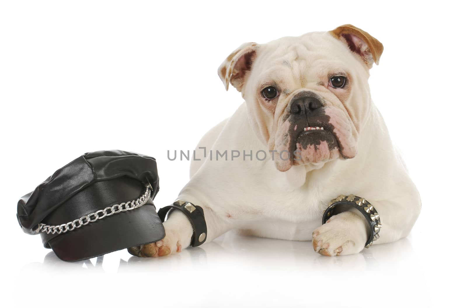 tough dog - english bulldog dressed up like a biker on white background