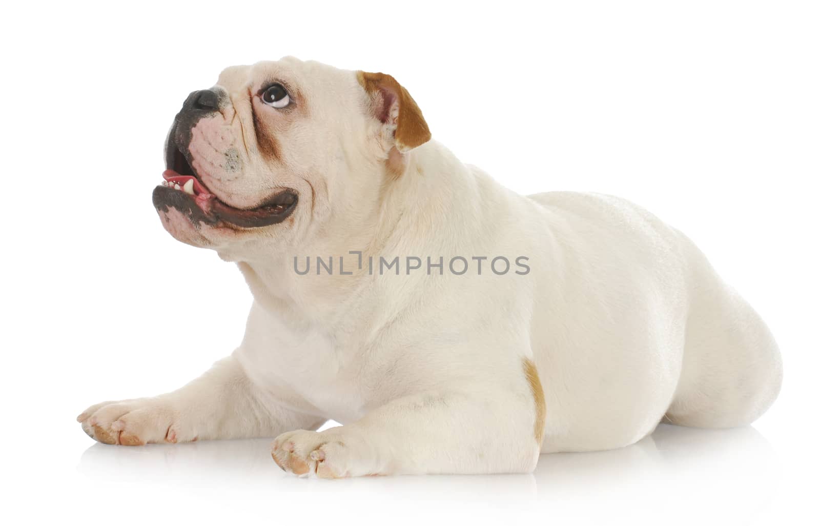 english bulldog laying down looking up on white background