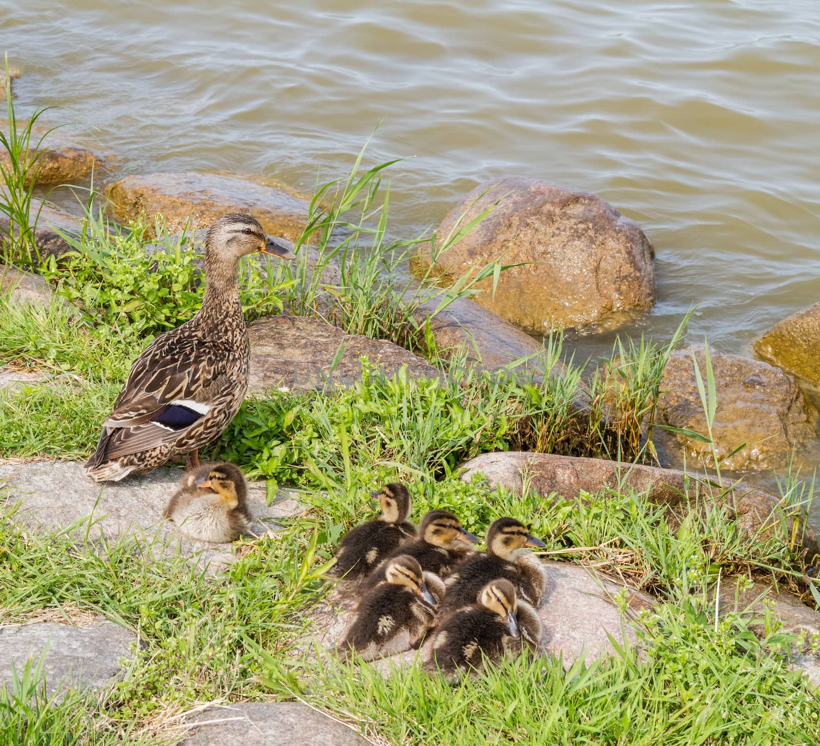 duck and seven ducklings on the banks of a summer day