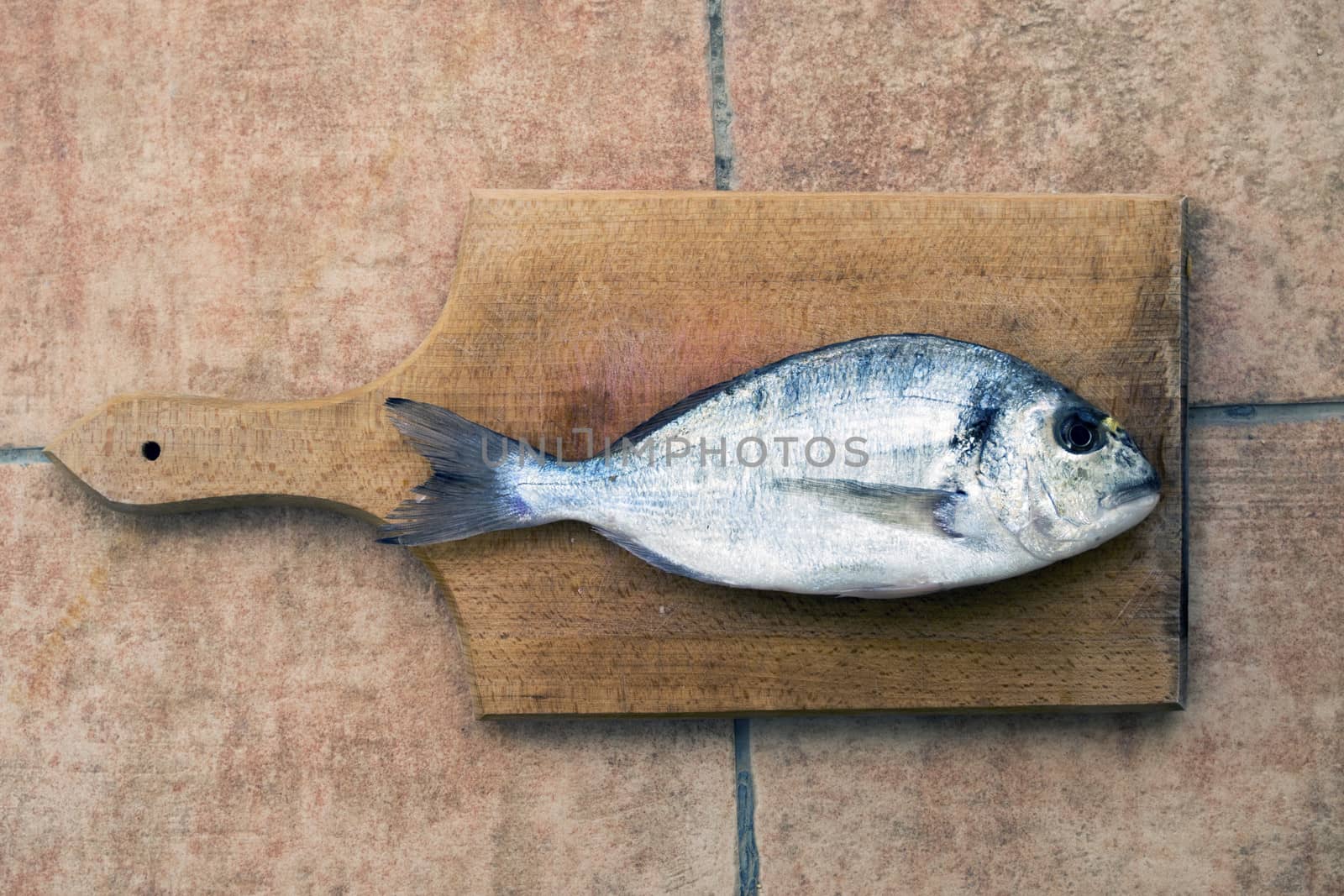 Gilthead seabream fish (Dourada or Sparus aurata) on the cutting board