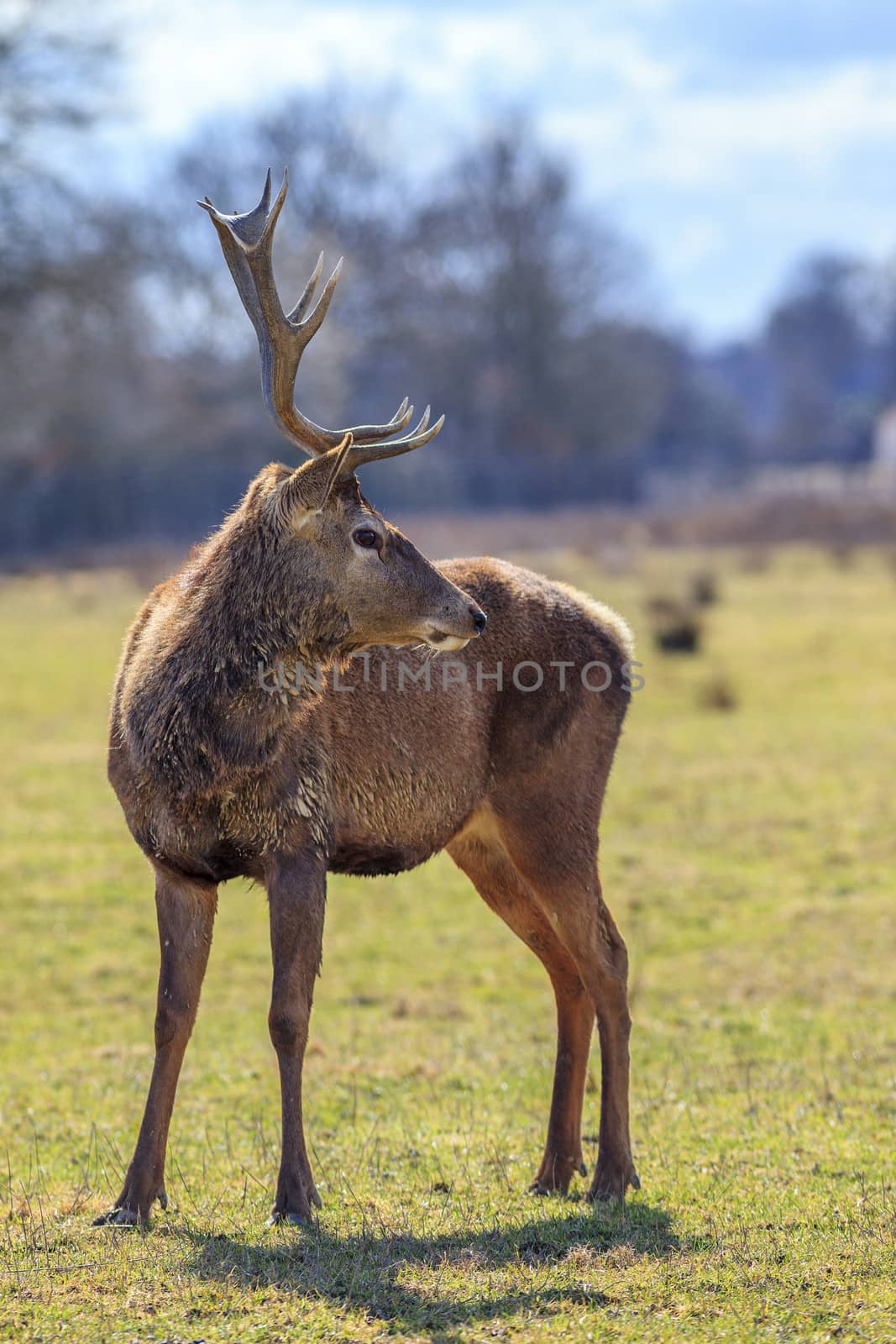 red deer stag in forest landscape by vwalakte