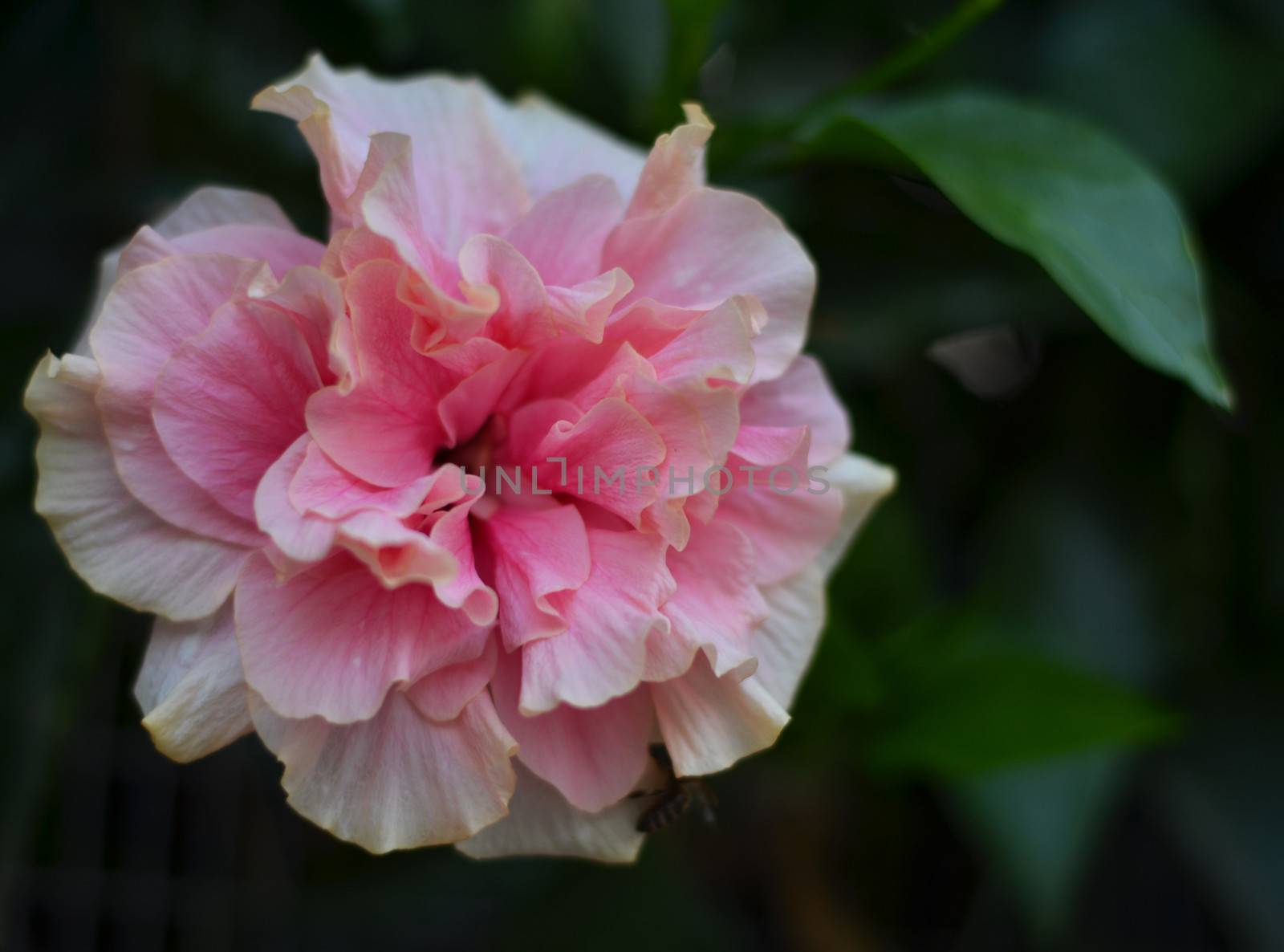 Beautiful rose in garden