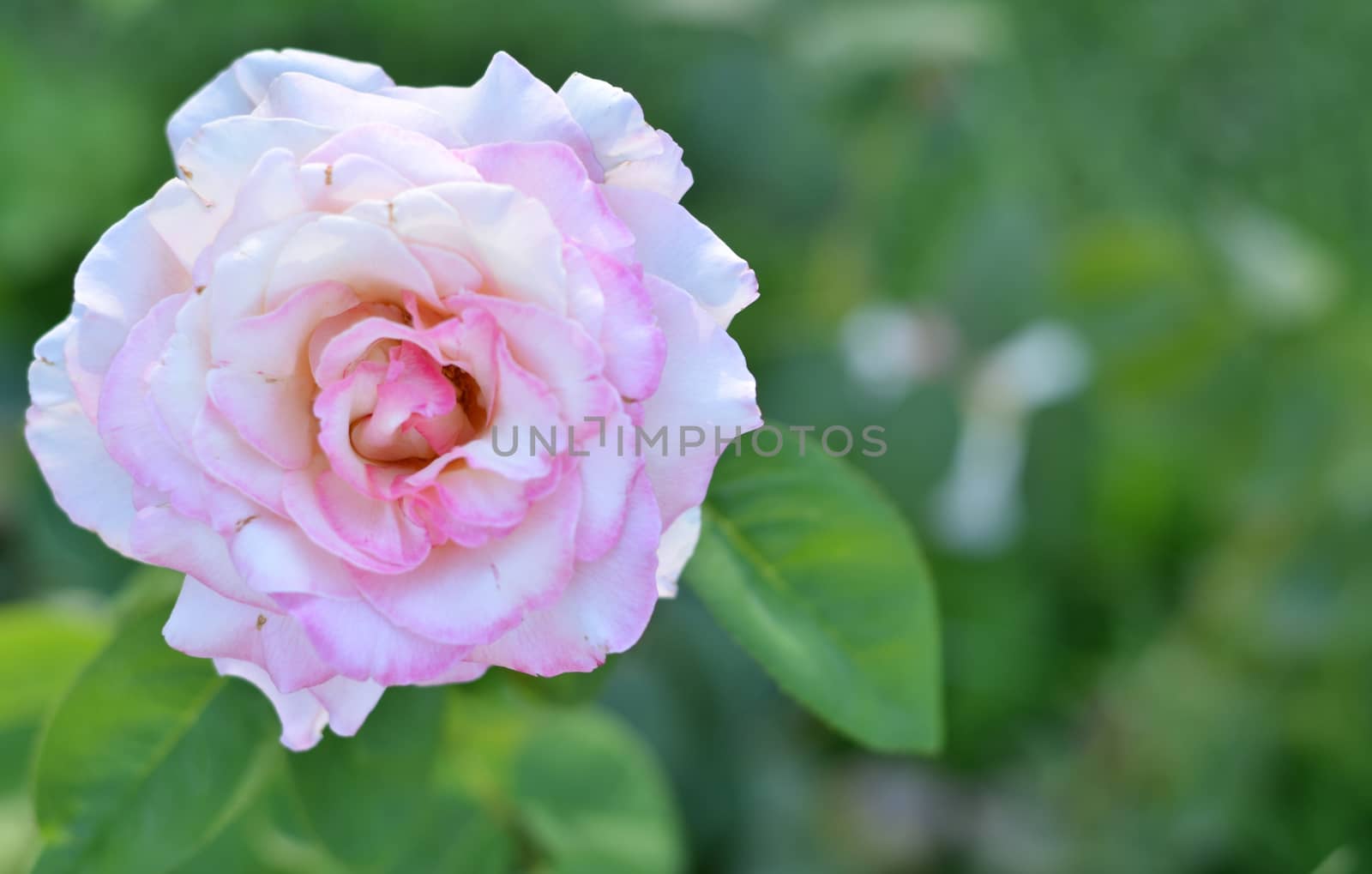 Beautiful rose in nature by MalyDesigner