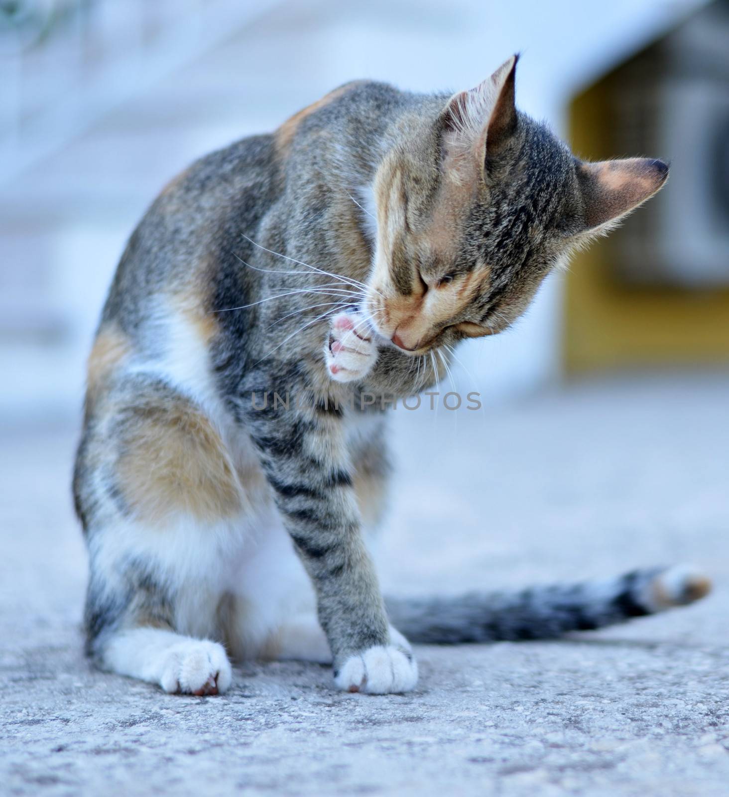 Cat washing itself

