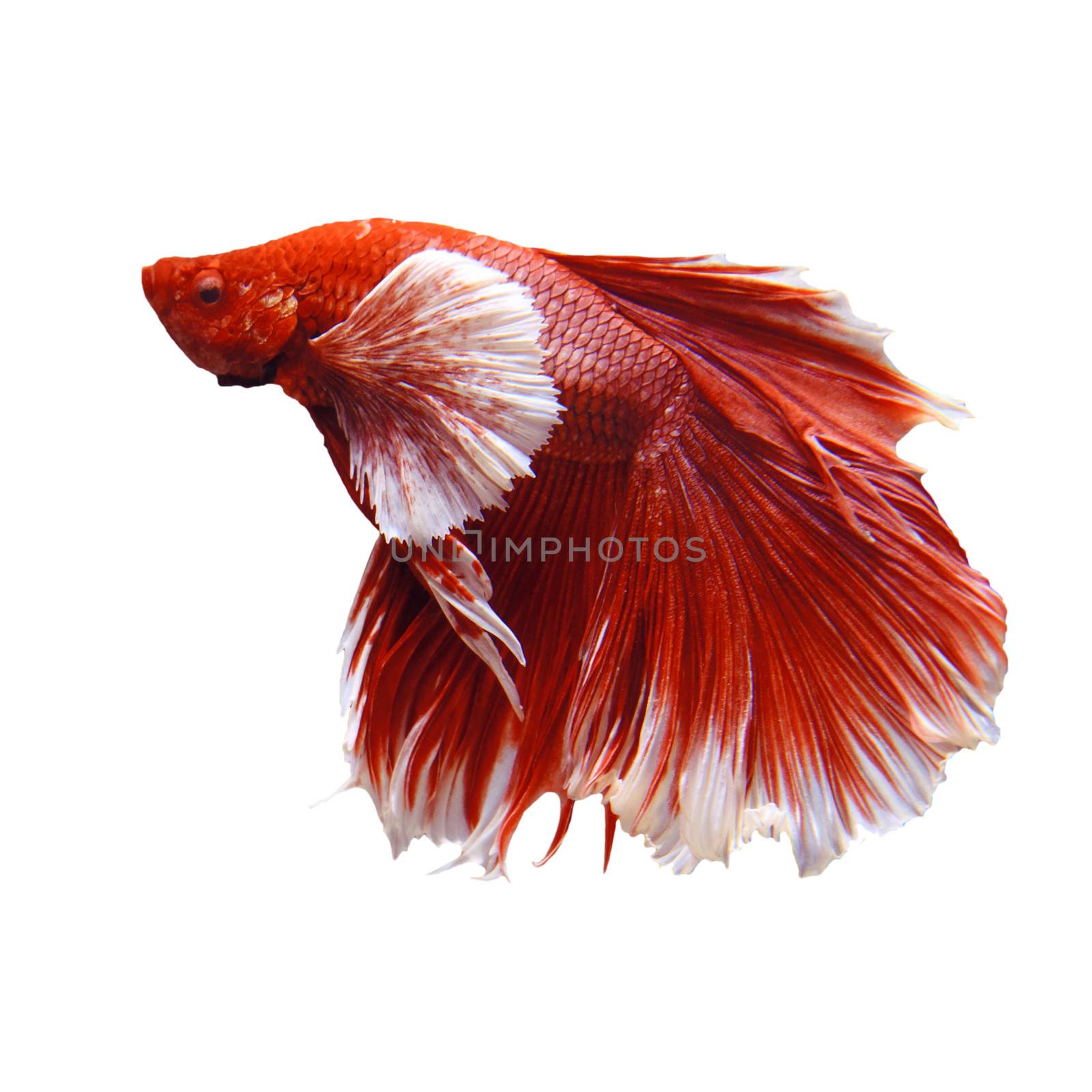 red fighting fish isolated white by khunaspix